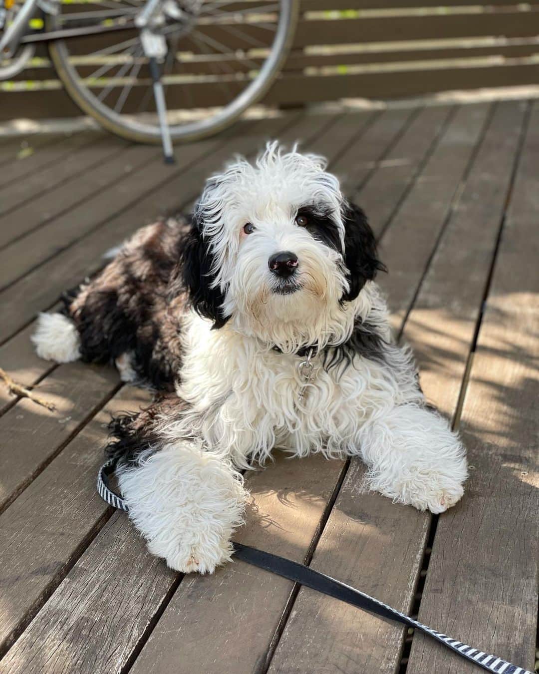 のインスタグラム：「今日のダリ。  #シュヌードル #シュナプー #schnoodle #doodle#schnoodlesofinstagram」