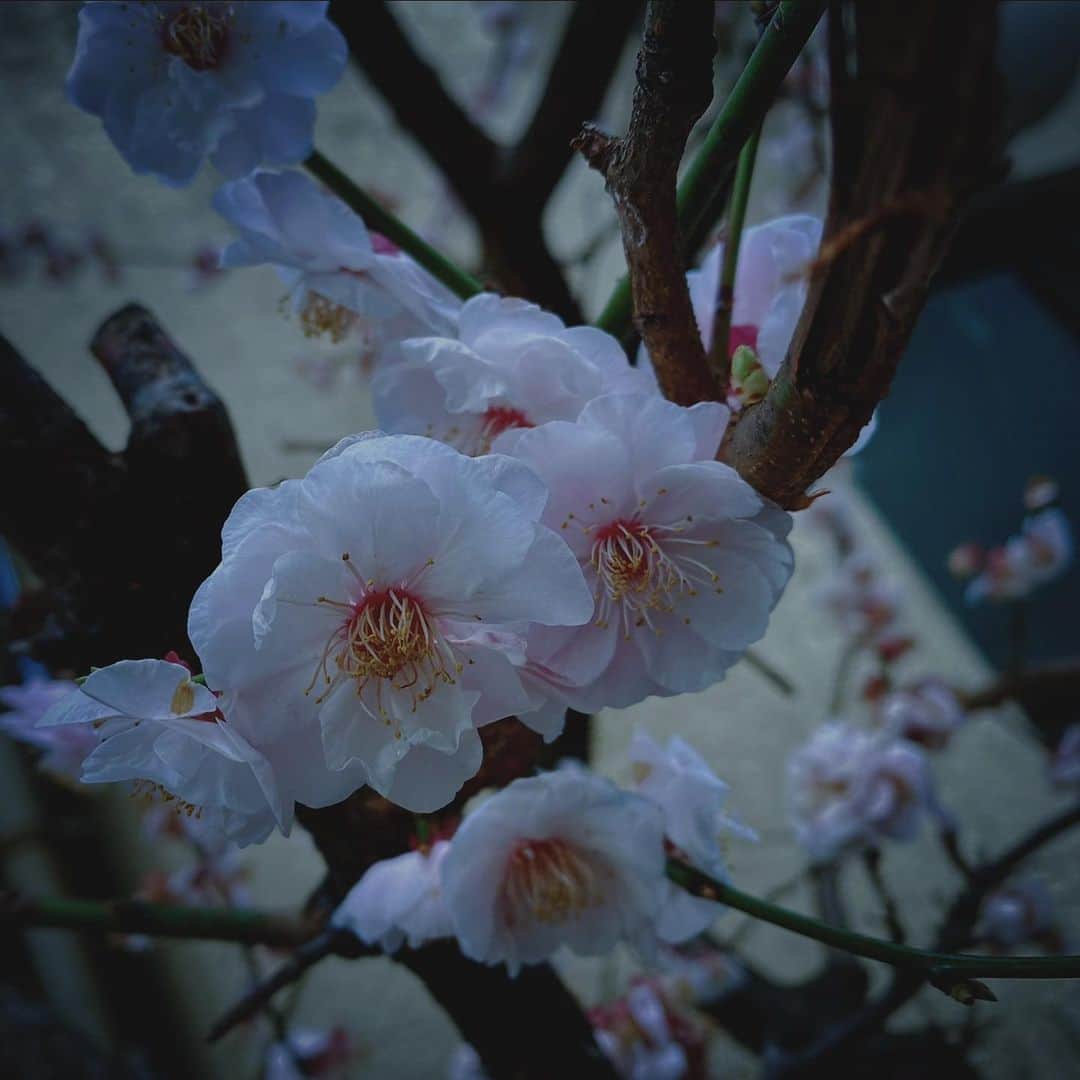 大森靖子さんのインスタグラム写真 - (大森靖子Instagram)「秋葉原」3月11日 15時11分 - omorimori