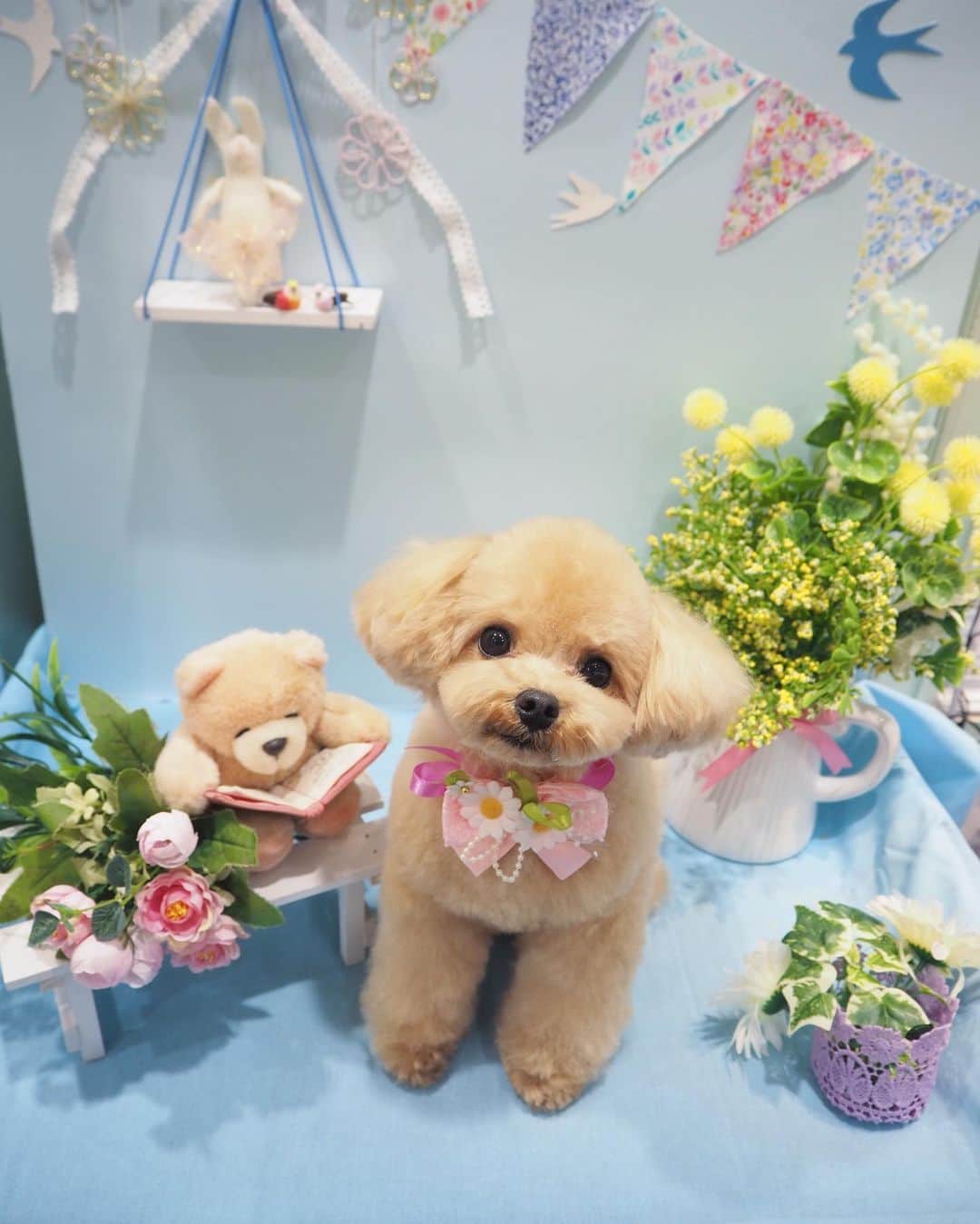 くるみたんさんのインスタグラム写真 - (くるみたんInstagram)「* 3月1日に行ったトリミングはこんな仕上がりでした😊 隣のくまさんと色が同じ😂🧸🧸 よくどうやってカットのオーダーしてますか？って聞かれますが.... オールシザー で カラダは出来るだけすっきり 顔まわりもすっきりで特に目とお口まわりは短めで🙆‍♀️です。 って伝えてますがいい感じになって帰ってくるのはトリマーさんがセンスいいからだと思う😂 言葉で伝えにくい場合は、イメージしてる写真持っていくといいかも？☺️ * #毎回ちゃんとフォトスポットで写真撮ってる #くるみもここで写真撮るの慣れてきた #最初は震えてた😂 * * #プードル #トイプードル #ティーカッププードル #犬 #ふわもこ部  #犬バカ部 #アプリコット #パピー #ペット #poodle #toypoodle #pecoいぬ部 #teacuppoodle #dog #dogstagram #instadog #puppy #tokyo #olympuspen #くるみたん」3月11日 15時24分 - kurumitaan