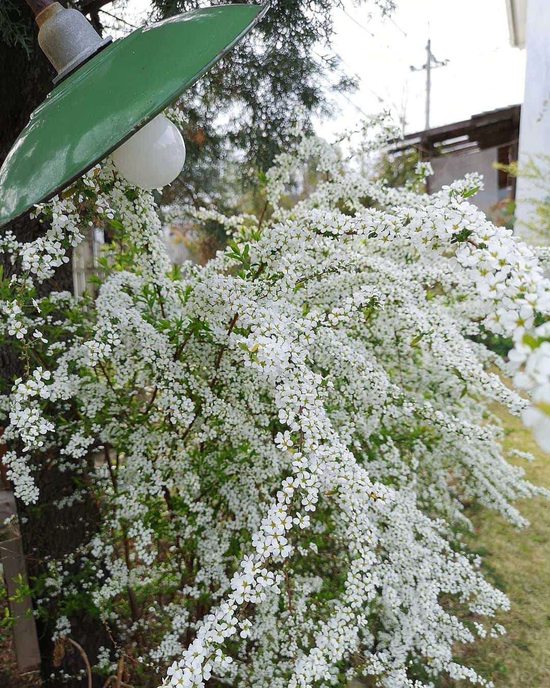 sho.candyさんのインスタグラム写真 - (sho.candyInstagram)「雪柳にうっとり  #ユキヤナギ#雪柳#花のある暮らし#花#暮らしに花を#庭#ガーデン#ガーデニング#庭作り#春#春の庭#garden#gardening#flower#flowerstagram#季節を楽しむ #マイガーデン #mygarden #ナチュラルガーデン」3月11日 16時16分 - sho.candy