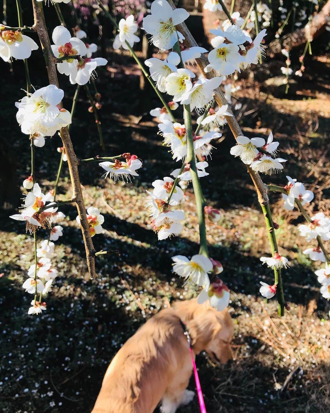 小野莉奈のインスタグラム：「桃の花が咲く季節☺️ 最近は少し暖かくなってきて嬉しい反面、時間の早さにびっくりしている日々です😳 うちのわんこと🐶🌸」