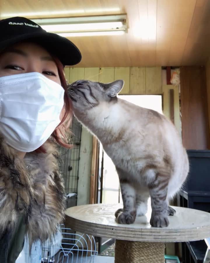 のインスタグラム：「震災から10年。あの日は東京にいた私にとっても本当に怖い経験でした。2011年3月11日は日本中の人たちが一生忘れられない日となりましたね。色々と思うことはありますが...今日は震災をきっかけに知った福島の犬猫シェルターSORAさん( @sora_animal_shelter )へ数年前お手伝いに行った時の動画をあげたいと思います🐕🐈私は小さい頃から犬を飼っていますが、犬を飼う前に"保護犬を迎え入れる選択肢がある"という事を知っておきたかったなぁと思うことがあります。まだまだ日本では保護犬、保護猫を飼う選択肢がある事を知らない方は多いはずです。私もその1人でした。お家が見つかってない犬や猫は沢山います。飼い主から捨てられてしまう子たち、殺処分されてしまう子たちの事を思うと本当に胸が苦しいです。いつか、自分のライフスタイルに余裕ができたら、私も保護犬を受け入れたいなと夢見ています👼🏼それまではこういった動画や写真をシェアしたり、寄付をしたり、お手伝いをしに行ったりする事しかできませんが、ほんの少しでも力になれればと思ってます！少しでも多くの方に届きますように！ #福島 #犬猫シェルター #シェルター #SORA #shelterdog  #sheltercat」
