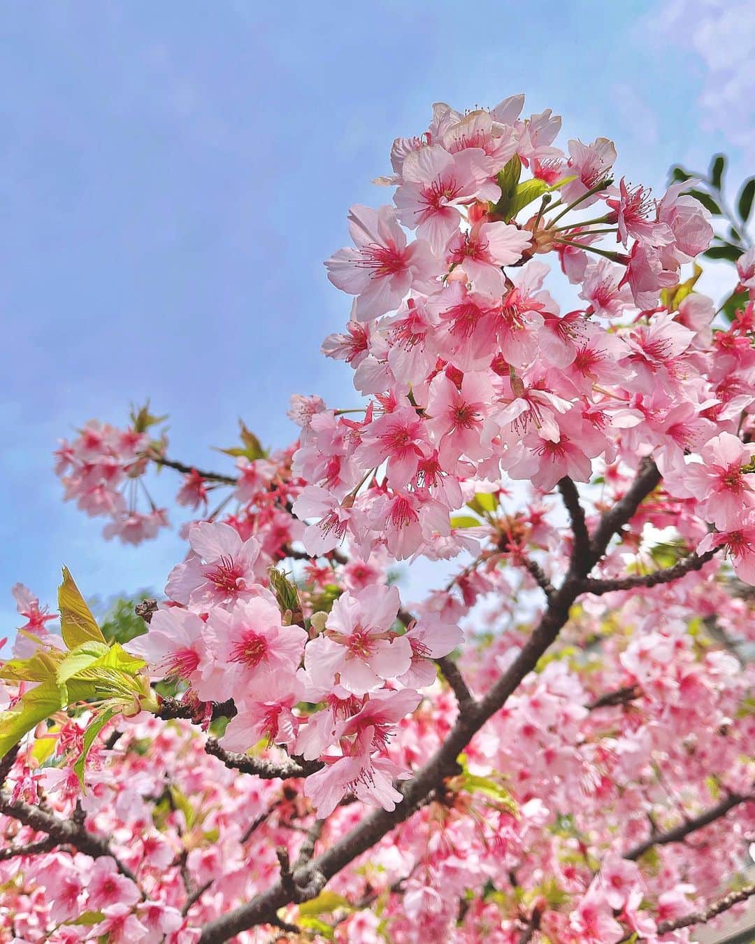 MIKAさんのインスタグラム写真 - (MIKAInstagram)「もう少し葉桜だったけど、桜餅みたいでかわゆいので皆さんにもおすそわけ💗💗」3月11日 19時33分 - cjd_mika