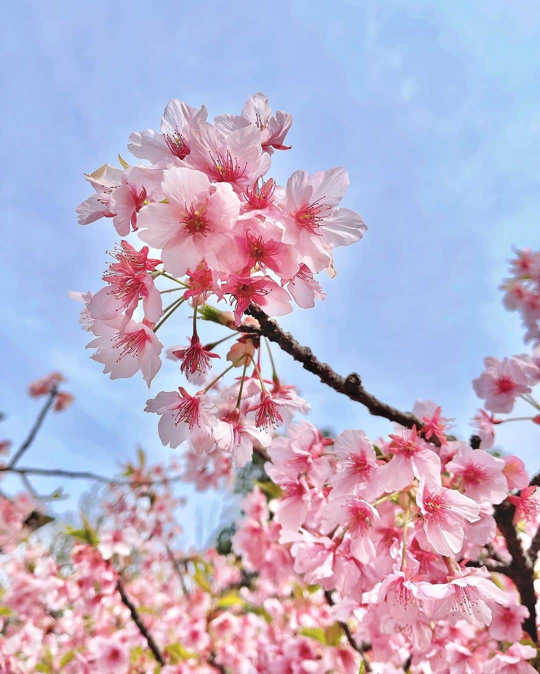 MIKAさんのインスタグラム写真 - (MIKAInstagram)「もう少し葉桜だったけど、桜餅みたいでかわゆいので皆さんにもおすそわけ💗💗」3月11日 19時33分 - cjd_mika
