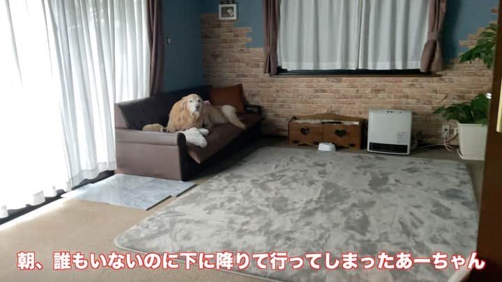 まゆみのインスタグラム：「。 。 まだ誰も起きて来ない明け方 突然下に降りて行ってしまって そのまま外へ連れてったけど 特に変わったところもなく… 夢でも見たのかと思って また2階へ戻ったが あーちゃんは来ない… いくら呼んでも来なくて ほっとけば怖くなって来るだろうと思ってたら 結局そのまま1人で寝てたみたい😅 。 。 #本日のYouTube より #奇行 #頑固 #謎 #3時間ぶりの感動の再会 #寂しかった #あーーーちゃーーーん #寝起きの私 。 。 #ゴールデンレトリバー#goldenretriever#dog#犬#あーるん#golden#retriever#doglover#insta_dog#ぺんぺん子ちゃん#welovegoldens#Instagram#Instagramjapan#Instagramdogs#9gag#dogstagram#dogsofinstagram#dogs#doggy」