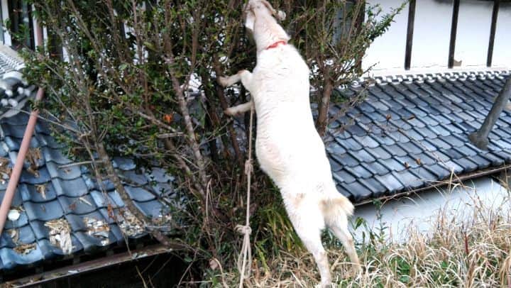 のインスタグラム：「◯生活34日目｢クララじゃなくてヤギが立った！｣  #ヤギ #goat #牧場 #farm #竹田 #大分県 #生活 #動物 #animal」