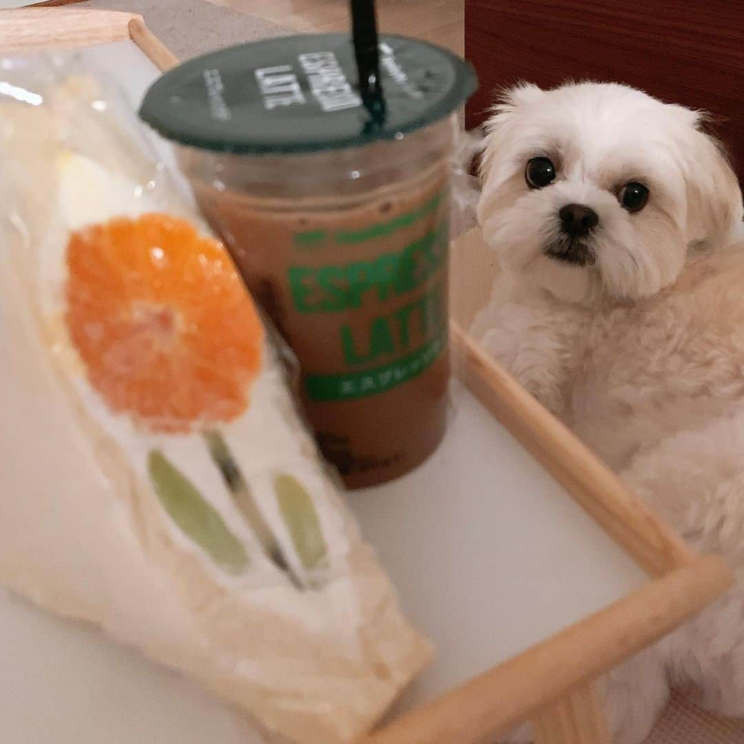 早乙女ゆみののインスタグラム：「生まれて初めてフルーツサンドを食べました🥯🍊至福のひととき。  #フルーツサンド #コーヒー #バンズ #バンズじゃないバンス #いぬすたぐらむ #いぬのいる暮らし」