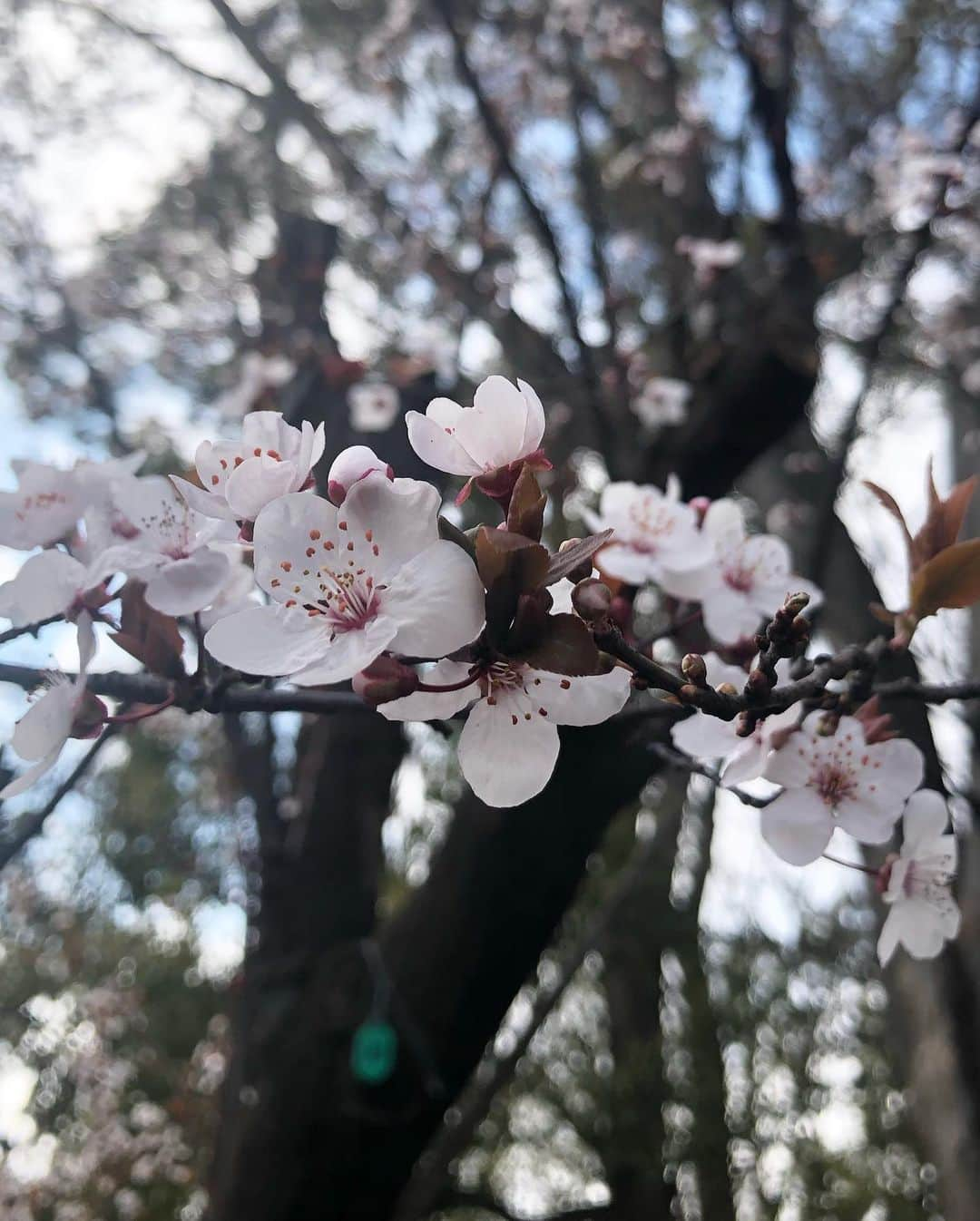 浅野菜緒子さんのインスタグラム写真 - (浅野菜緒子Instagram)「“You can cut all the flowers but you cannot keep Spring from coming.”—Pablo Neruda 🌬🌸🌱 . #neverforget #March11 #10years #spring」3月11日 20時34分 - naokoasano