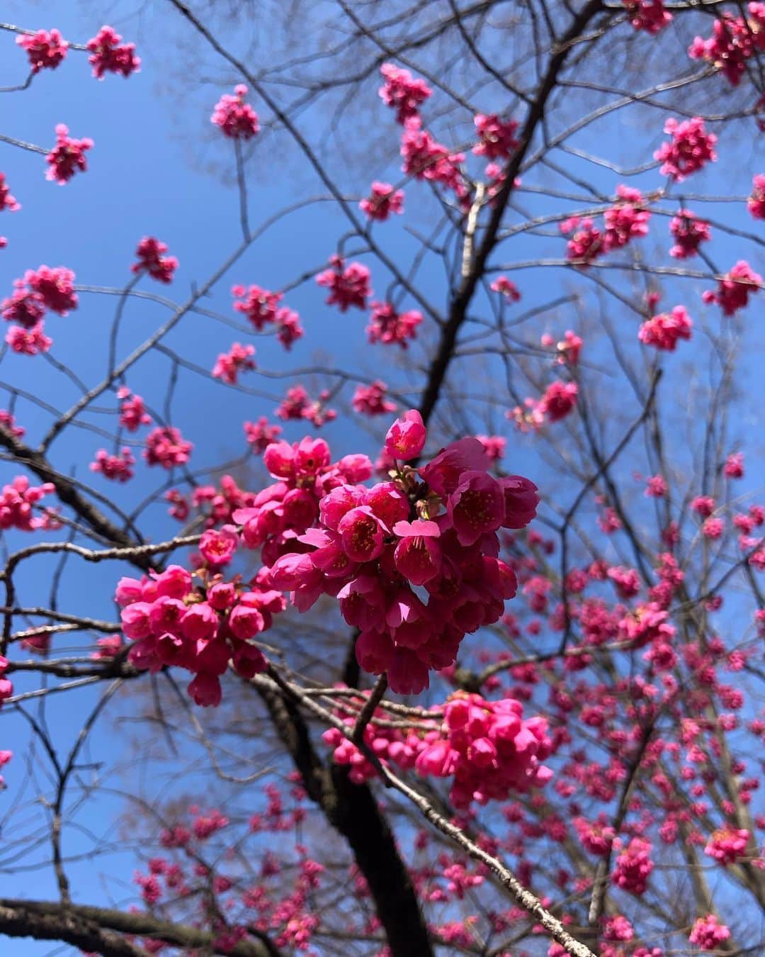 浅野菜緒子さんのインスタグラム写真 - (浅野菜緒子Instagram)「“You can cut all the flowers but you cannot keep Spring from coming.”—Pablo Neruda 🌬🌸🌱 . #neverforget #March11 #10years #spring」3月11日 20時34分 - naokoasano