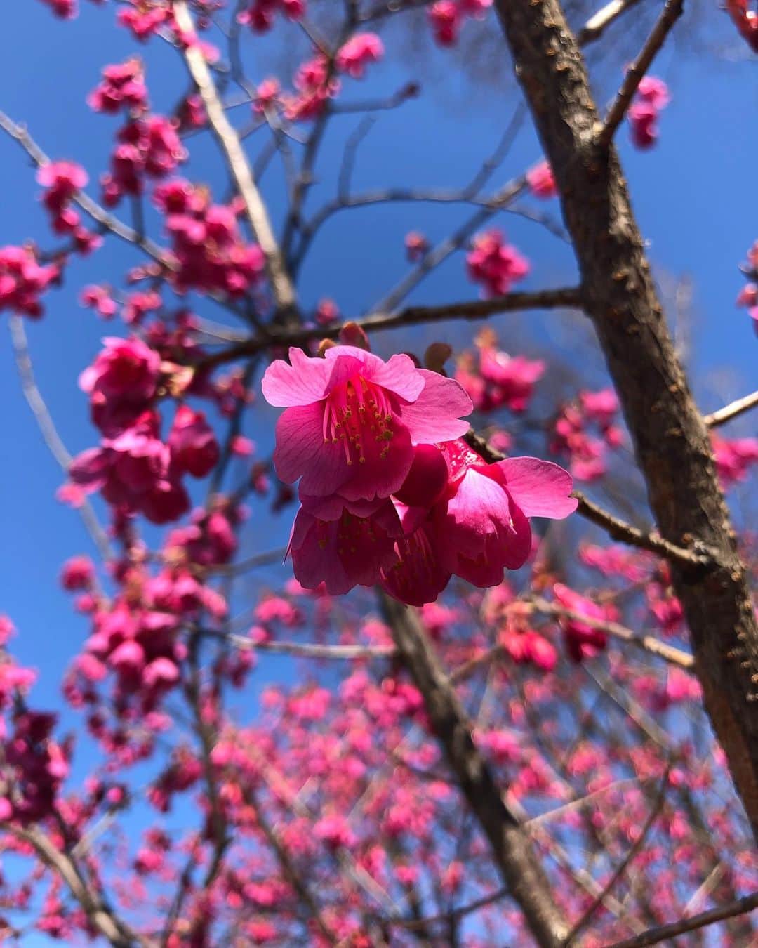 浅野菜緒子のインスタグラム：「“You can cut all the flowers but you cannot keep Spring from coming.”—Pablo Neruda 🌬🌸🌱 . #neverforget #March11 #10years #spring」