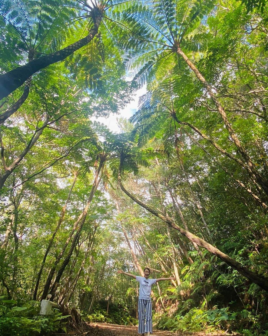 長嶺花菜のインスタグラム：「🌳🌳🌳  #やんばる黄金号 で 世界自然遺産候補地を巡るツアーに参加♪  🌳🌳🌳﻿ ﻿ やんばるは、新緑が輝くうりずんの季節。﻿ ﻿ 春の柔らかな日差しを浴びて、﻿ きみどり色の新芽が顔をのぞかせていました♪﻿ ﻿ イタジイがモコモコと茂る雄大な森は、﻿ 「ブロッコリーの森」と呼ばれているそうです。﻿ ﻿ 森林ウォークで深呼吸。﻿ ﻿ マスクをはずして、﻿ 新鮮な空気を思いっきり吸い込みました。﻿ ﻿ やんばるは空気がおいしい♡﻿ ﻿ パワーチャージできるツアーでした😊﻿ ﻿ 時間と共に変わるやんばるの表情。﻿ 今度は、朝のツアーにも参加したいなぁ♪﻿  #やんばる #大宜味村 #東村 #国頭村 #世界自然遺産候補地 #黄金号 #沖縄 #jta」