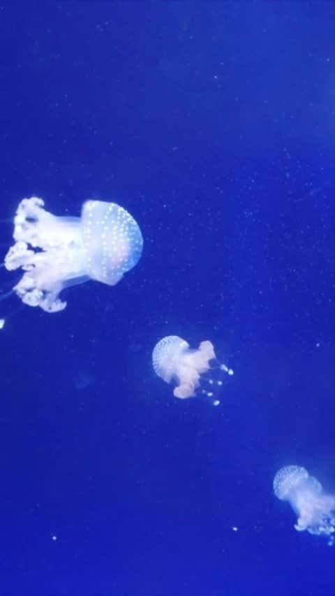 オーブリー・ピープルズのインスタグラム：「this was the most fun i’ve ever had during an interview!! thank you so much jayme 💙 enjoy these awesome jellyfish while listening ✨ also check out the @jaymestarrpodcast - jayme is currently in college studying journalism while running her own podcast. she is a badass!」