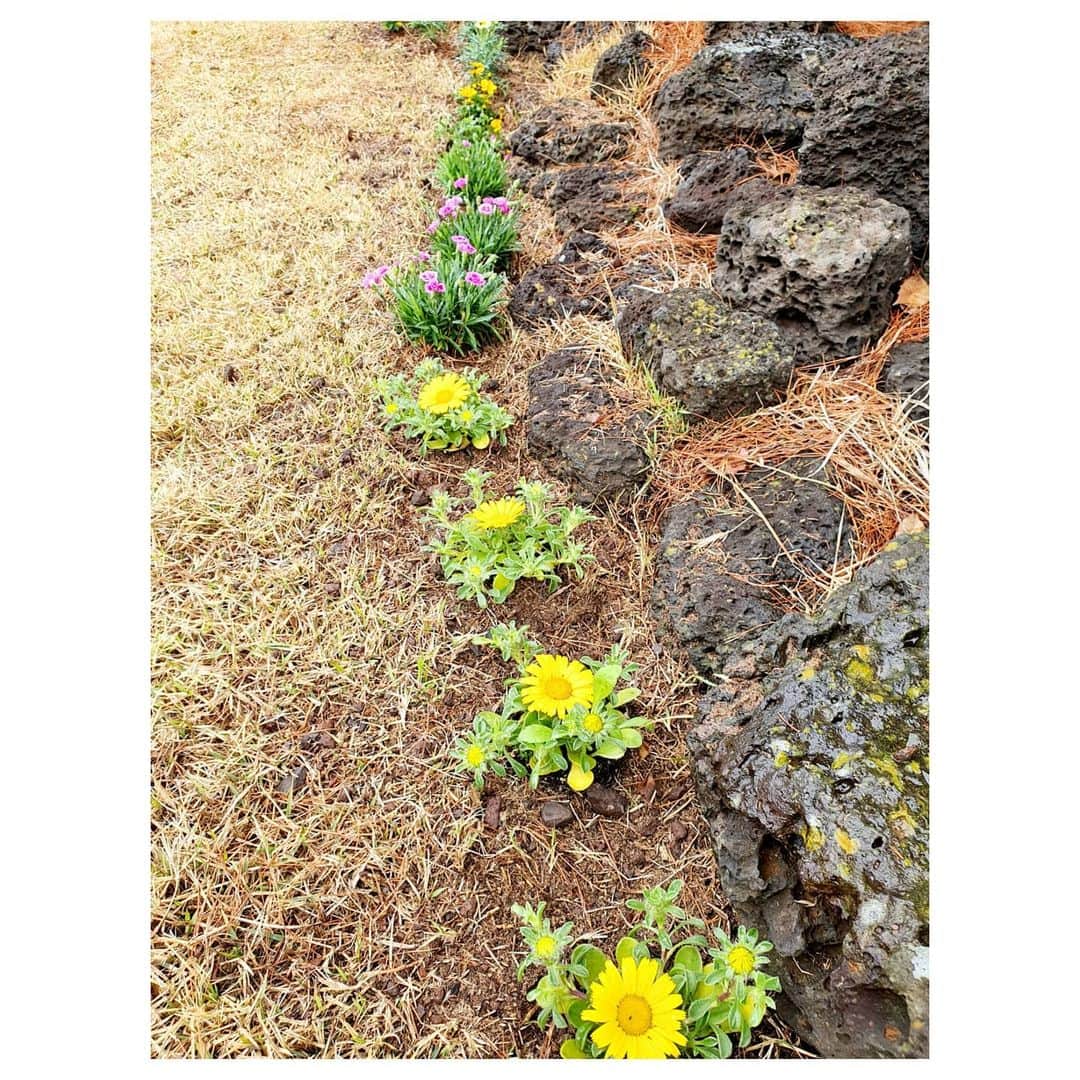 ソン・ユナさんのインスタグラム写真 - (ソン・ユナInstagram)「봄이 오고있네요. 예쁜 꽃들을 사와서 심어봤어요🤗」3月12日 17時36分 - songyoona2015