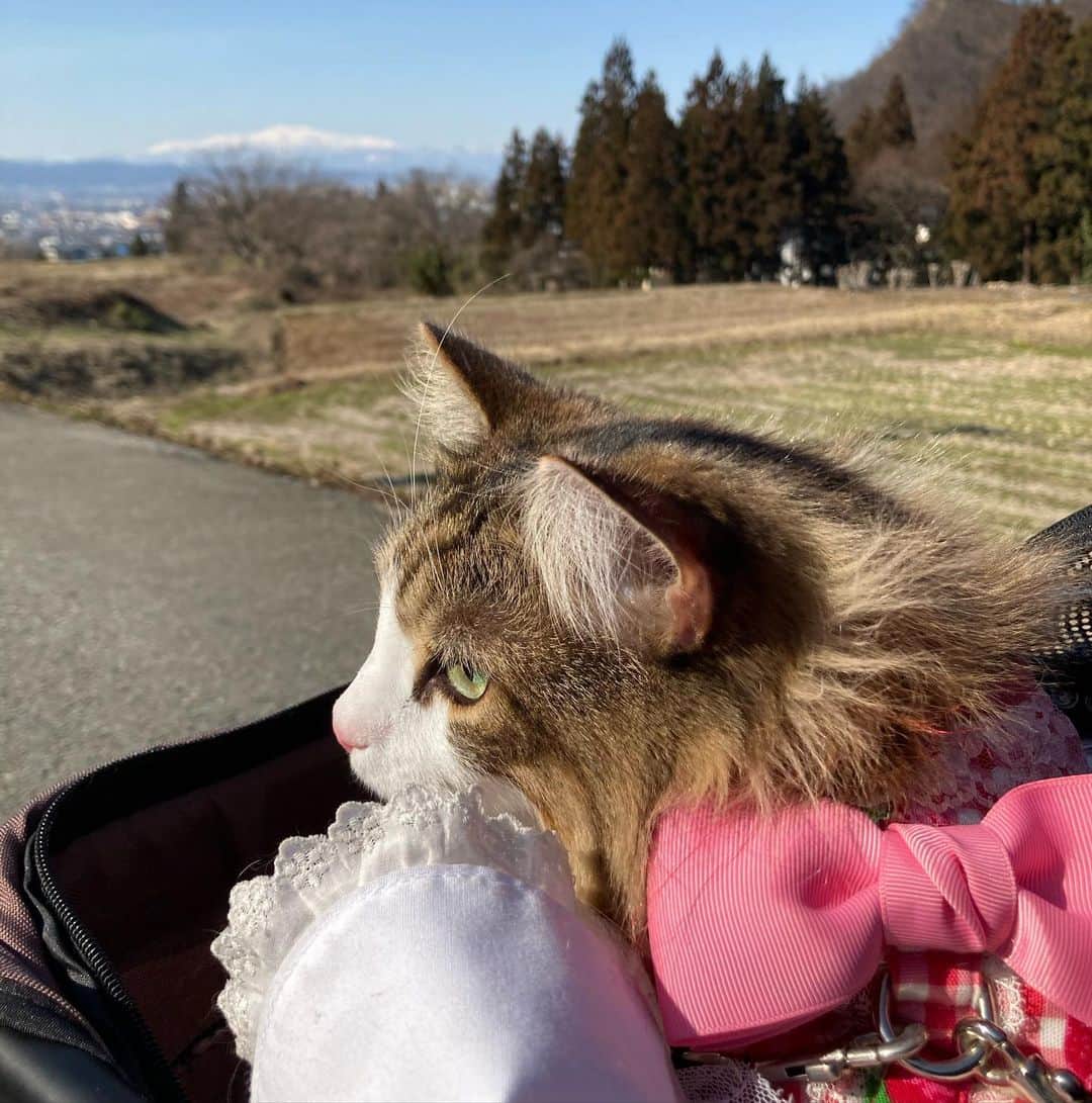大江香織さんのインスタグラム写真 - (大江香織Instagram)「🍒﻿ ﻿ 帰らなければいけない用事があり、久しぶりに帰郷。﻿ 時間があったので愛猫ミニョンちゃんと近所をお散歩しました。﻿ とは言っても散歩するのは人間の方で、愛猫様はカートです。﻿歩くのは嫌いだけどカートから眺めるのは好きみたいなんです。 ﻿ コロナ禍で人の集まる場所に行かなくなったけど、身近に自然豊かで綺麗な風景がある事に気付けました。﻿ 愛猫様と自然の中でお散歩、贅沢ですよね。すぐ近くにある幸せを見過ごさないように暮らしたい。﻿ ﻿ ギンガムチェックにリボンがついたハーネス、世界一似合ってる。（可愛い）﻿ ﻿ ﻿ #散歩 #猫 #愛猫 #山形 #蔵王 #月山 #自然 #世界一可愛い」3月12日 16時24分 - _kaori.ohe_