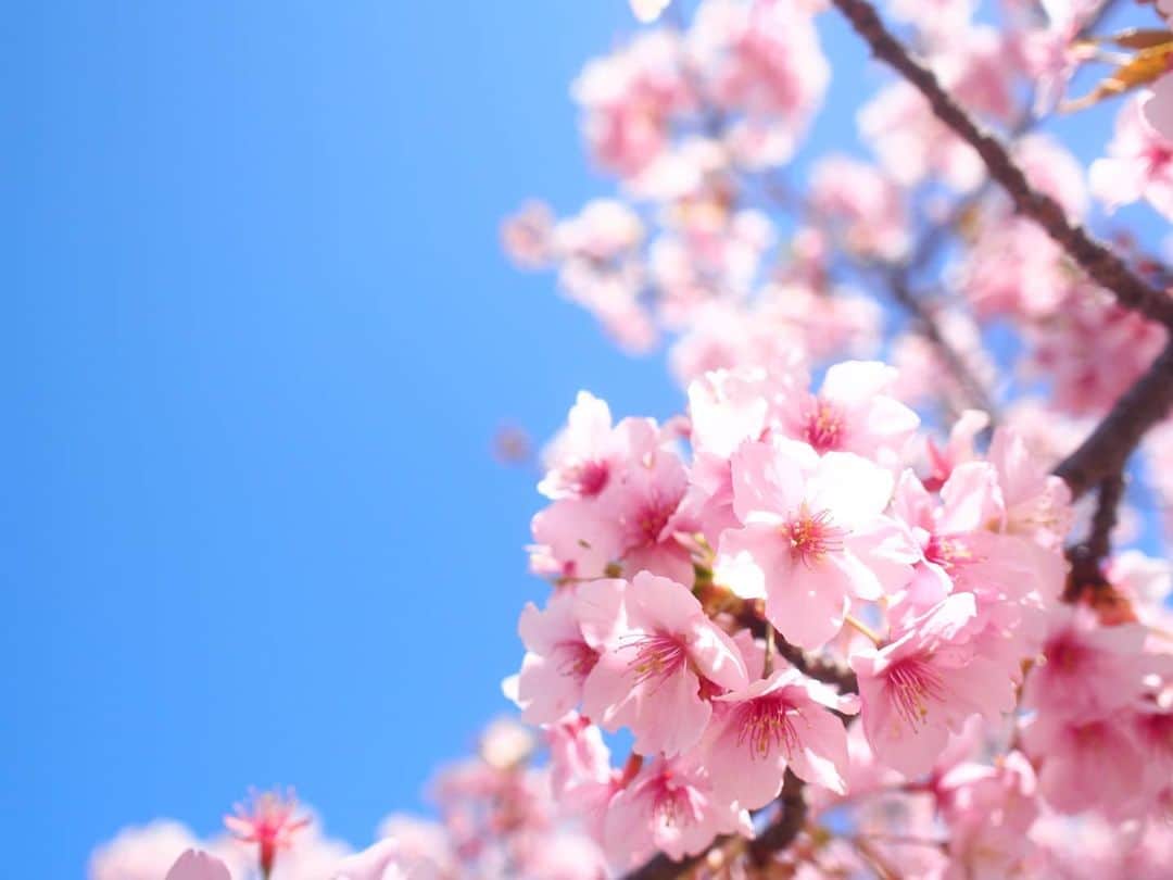 酒井千佳さんのインスタグラム写真 - (酒井千佳Instagram)「* 大好きな青空×河津桜を 撮りに行ったよ。  ちょっと葉桜になりかけてたけど。  10日くらい前は まだつぼみがたくさんあったのに もうすっかり終わりかけでした。  今年は早いなぁ。  春の光を浴びる河津桜は とっても華やかで 河津桜満喫できたよ。  ソメイヨシノも きのうは広島 今日は福岡で 桜の開花発表があって いよいよ桜シーズン開始。  全国的にかなり早くなりそうだね。  ちなみに娘は桜に興味がないので 私が写真を撮っているあいだ おじいちゃんおばあちゃんと 公園で遊んでました。  早く歩けるようになって 公園駆け回りたいね。  #河津桜 #お花見さんぽ #桜2021 #お花見第二弾 #お花見マニア #伊丹市 #笹原公園 #伊丹市民 #桜シーズン #桜撮影」3月12日 10時21分 - sakaichikaaaa