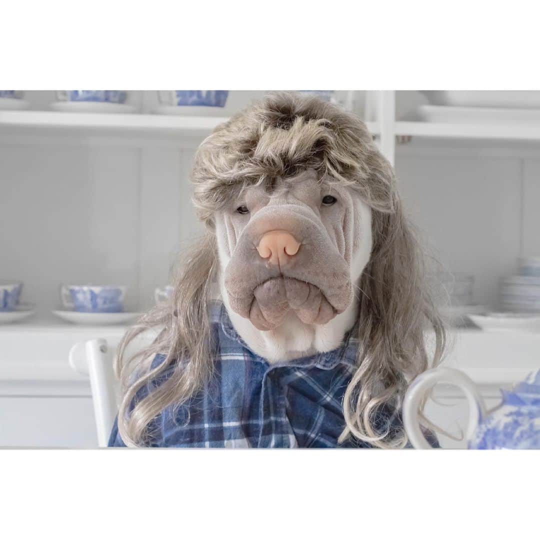 のインスタグラム：「Larrington popped by for afternoon tea today ☕️ I have no idea where Lambington has got to though, he will be awfully disappointed that he missed out #larrington #afternoontea #lambington #sharpei #mullet #dogsincostumes #dog #doggo #barked #dogslife #dogsofinstagram #dogsofinsta #sharpeisofinstagram #wrinkles #cutedogs #instagood #weeklyfluff #iloveyoutothemoonandback」