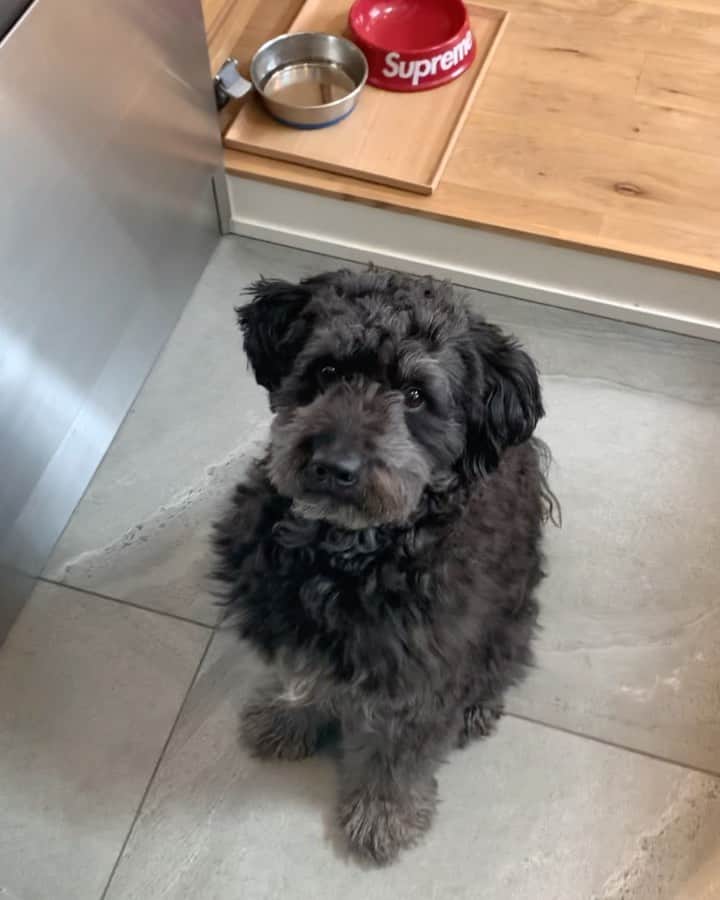 のインスタグラム：「He's very smart!! Right?🐶🦴・ ・ ・ #smartestdog」