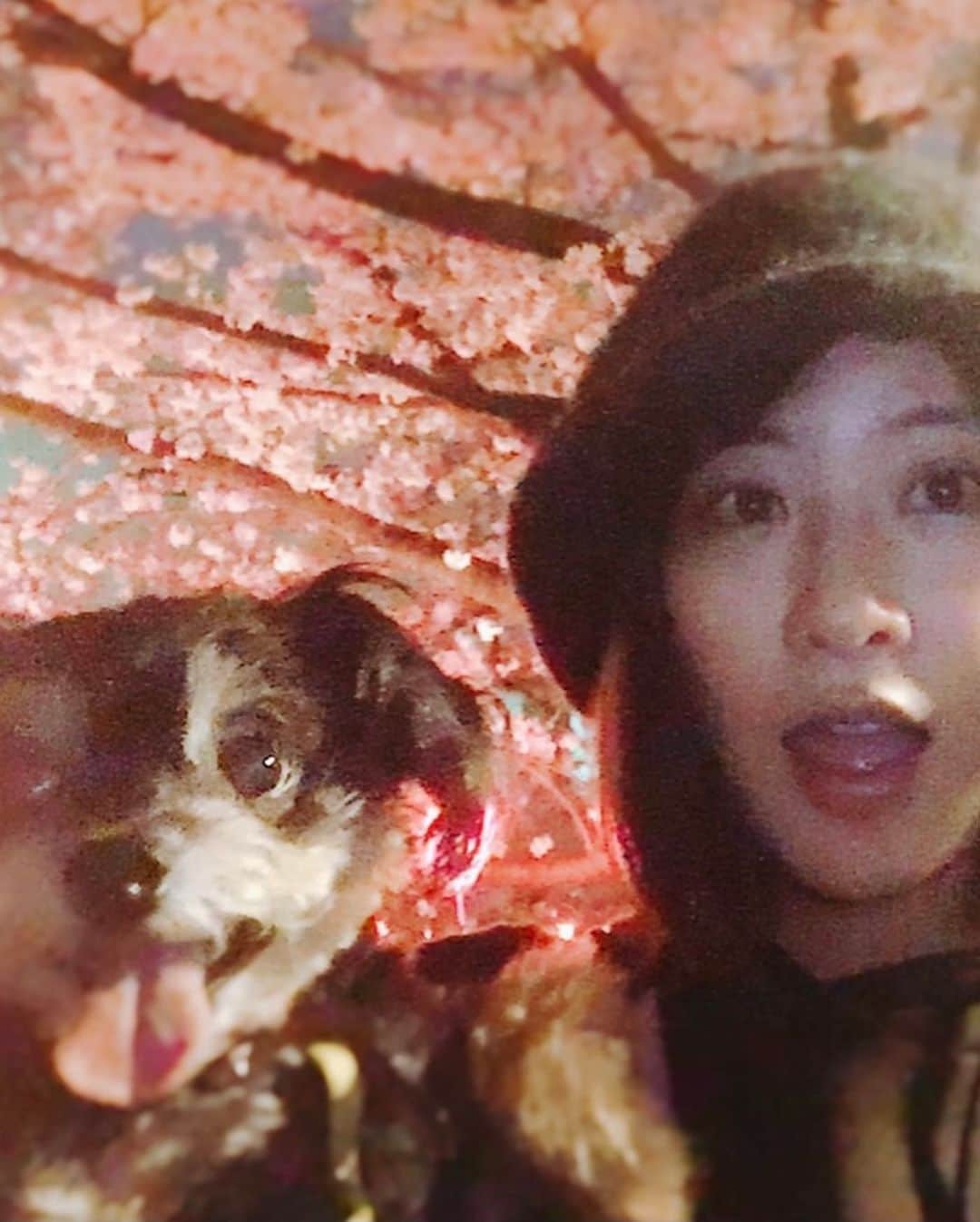 神室舞衣のインスタグラム：「※苦手な人は3.4枚目スワイプしないで下さい。  2月16日に花まるが旅立ちました。 2年前に癌になってすごく頑張って長生きしてくれました。 クリスマスに14歳を迎えてこんな奇跡あるのかって思いました。 はなちゃん、凄いよ☺️ 年末から脳の方にまで大きくなった癌の影響で神経症状や痙攣が始まって痴呆に似た症状も出てきて辛そうだったのにそれでもご飯食べて大好きなチーズ食べて頑張ってました。  花まるには本当に感謝しかありません。 わがままで食いしん坊で甘えん坊でやんちゃで幸せのかたまりみたいな子でした。自信を持って花まるに出会うための人生だった、と言えます。本当にありがとう🥲 私はというと、覚悟はしてたのに全然ダメで、火葬も覚悟が決まらず1日伸ばしてもらったり情けない事しました。 4つの場所を下見に行って、最終的に火葬の時に入れて良いものに制限があまりないところにしました。 （殆どが骨に影響が出る可能性があるので制限あり） キセキ的にこの時期に向日葵もあって、大好きな食べ物やお手紙におもちゃ、花まるとの思い出を詰め込んだアルバムを家族で作ってそれも一緒に出来ました🥺　　  骨も丁寧に説明を受けながら拾っておうちに一緒に帰りました。  花ちゃん！ マイちゃんはさくちゃんとこたちゃんとみんなで元気に過ごして行くからね！　 心配しないでそっちでたくさん走って美味しいもの食べててね！ よく頑張ったね！いいこいいこ。 おつかれさまだよ。 いつかまた会おうね！ 幸せをありがとう。 大好きだよ！ 愛してる。」