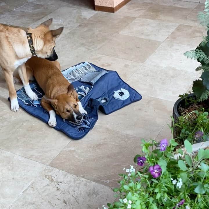 岡田美里さんのインスタグラム写真 - (岡田美里Instagram)「最近お気に入りの犬用知育玩具🐕🐕 #🐾  #ejeanspet   リサイクルジーンズの端切れの裏におやつを隠して探すゲーム🐕 もう、やめられないわー♪♪♪  #これぞsdgs」3月12日 15時47分 - millieokada