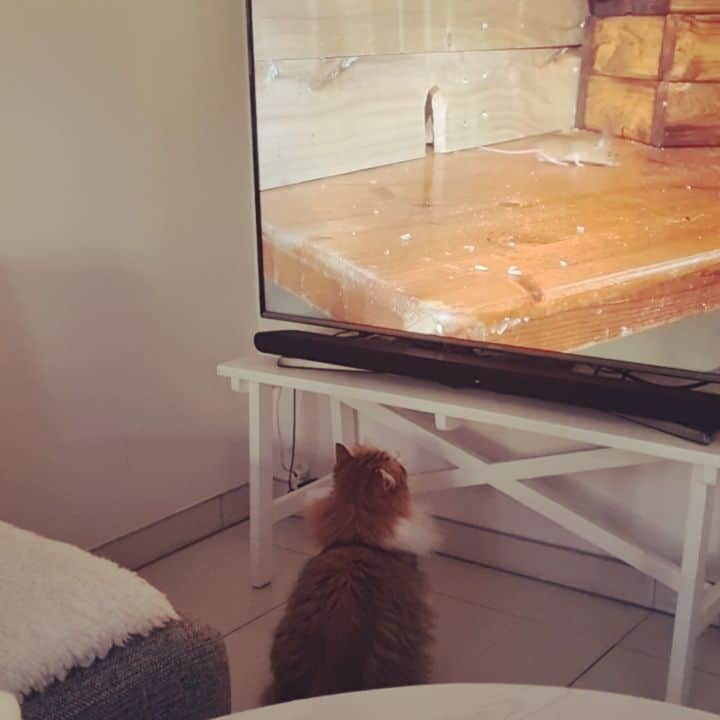 Nila & Miloのインスタグラム：「Cat tv! 🤪😻🐀 #tgif #screentime #catlife」