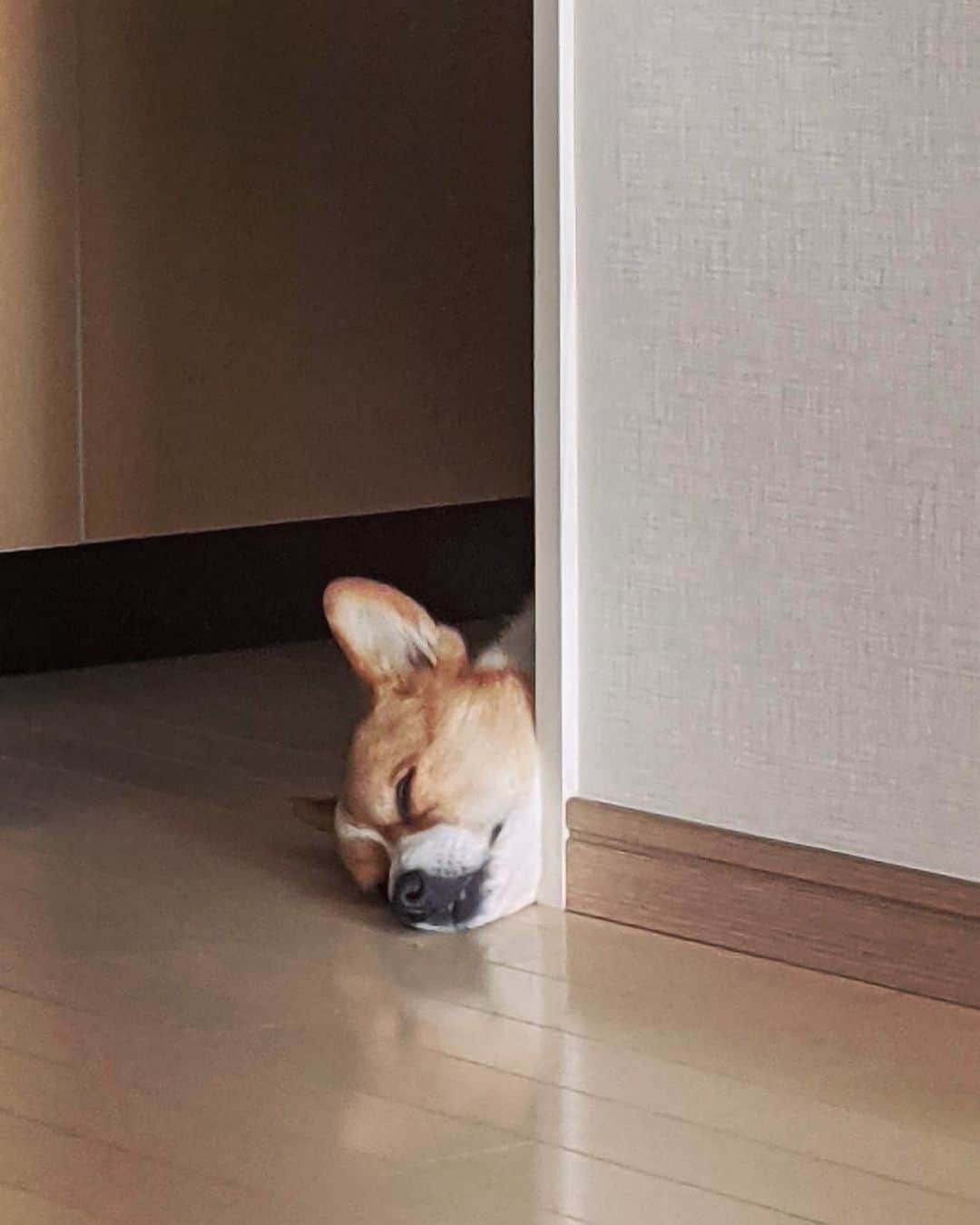 のインスタグラム：「今週もお疲れ様でした #corgi #コーギー」