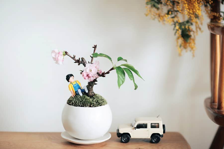 きなこのインスタグラム：「おうちでお花見🌸 毎日変化を楽しみにしてきた桜の盆栽にようやく花が咲きました。ベランダの椿の木も、毎日ぽこんぽこんと花が咲いてとても綺麗。何もなかったところから蕾が膨らみ花が咲くのってとても嬉しい☺️  来週はいよいよ年長さんが卒園。園には息子が大好きな憧れのお兄ちゃんがいて、いつも「きょうは◯◯くんとちょっとあそべたの🥰」「きょうは◯◯くんとちょっとおはなしできたの🥰」とそれはそれは嬉しそうに話してくれました。最近は寝る前にお兄ちゃんとのお別れが寂しくてしくしく泣いている息子。 「じかんをとめることはできないんだよね。せかいをとめることはできないんだよ…」となにやら深い発言をし、自分もお兄ちゃんになるのだと春からの生活へ思いを巡らせています。 みんなそれぞれに素敵な春がやってきますように🌸」