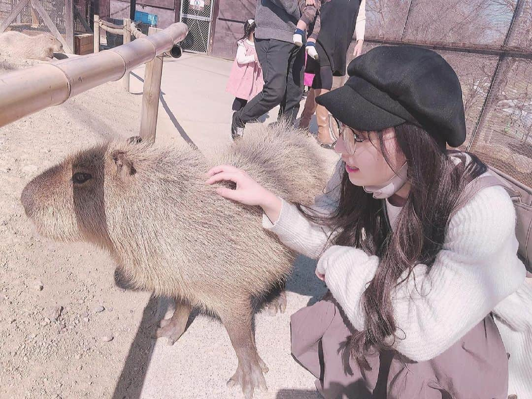 尾野寺みささんのインスタグラム写真 - (尾野寺みさInstagram)「﻿ ﻿ ﻿ ﻿ カピバラに好かれない尾野寺﻿ ﻿ ﻿ ﻿ ﻿ ﻿ ﻿ ﻿ #カピバラ #ふれあい #えさやり﻿ #ピクニック #ハーベストの丘﻿ #おでかけ #春 #カーディガン﻿」3月12日 23時57分 - misa_onodera