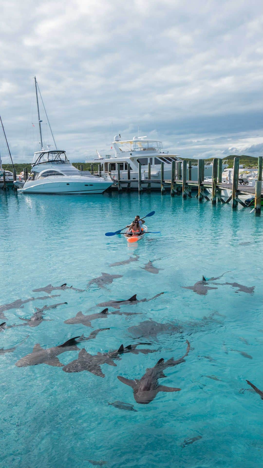 Alexandra M Rodriguezのインスタグラム：「These beautiful nursing sharks are harmless and it was fascinating being in the wild with them along with beautiful fish, turtles, rare stingrays, the most incredible scenery and my team.   Ps I said I wouldn’t swim with them but saw a little girl do it and naturally I had too 🤩!  Would you swim with them?  #GoingPlaces #Bahamas #Exumas #Adventures #Sharks #NursingSharks #vacation」