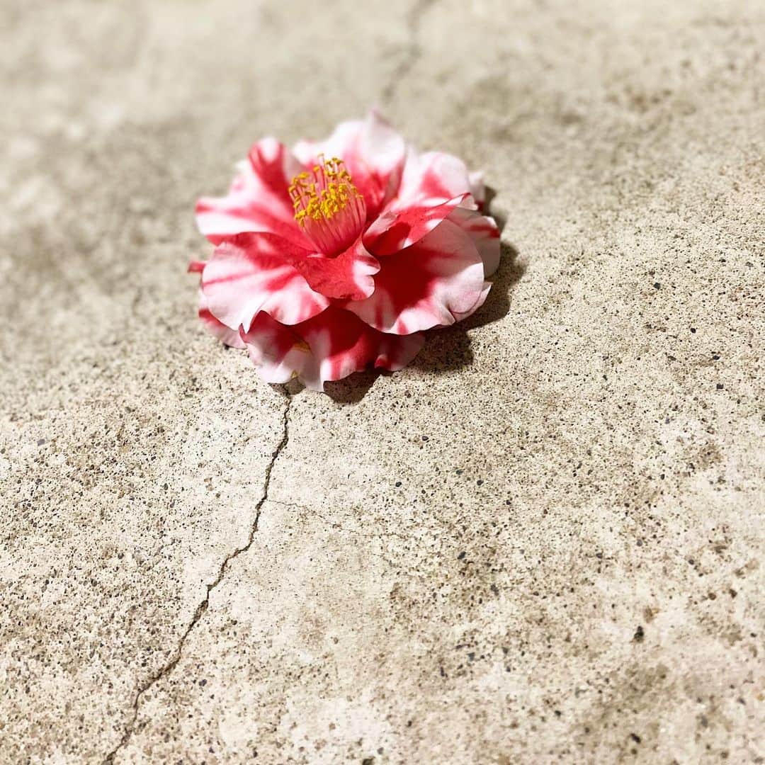 月中秋実さんのインスタグラム写真 - (月中秋実Instagram)「・ ・ 雨に落とされたお花 こんな華やかに咲いてたのに、、 ・ ・ ・ 何かに惹かれて拾って帰ってきた。 枯れるまで一緒に居よ？ ・ ・ #寿命#短い#お花」3月13日 4時07分 - tukinakaakimi