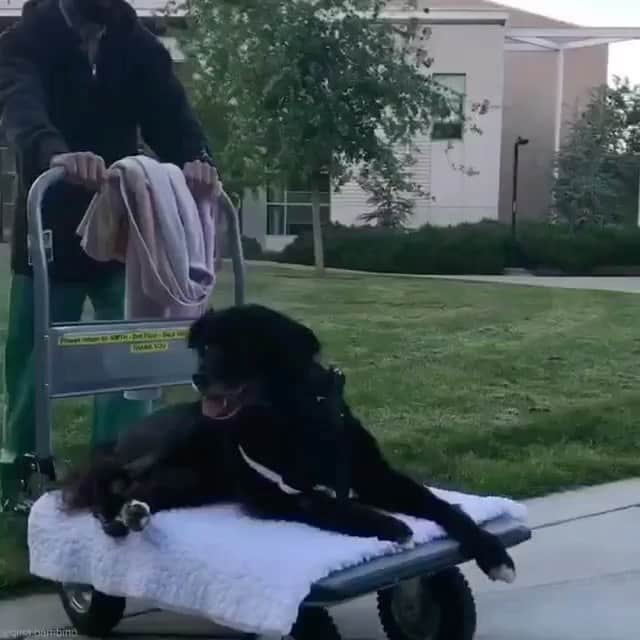 Dogs by Ginaのインスタグラム：「I miss my Mowgli so much. This video always makes me crack up though. Thank you @ucdavisvetmed for taking such good care of him. Video from Aug-2017」
