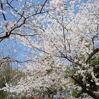 ASAFUKU(麻福)さんのインスタグラム写真 - (ASAFUKU(麻福)Instagram)「春限定『桜染め』のヘンプコットン・ストールが登場。  春限定・桜で染めた『かるふわストール』です。　 空気を織り込んだような立体的な素材感と相まって、麗らか（うららか）な春の訪れを感じさせます。  昭和初期の古いシャットル織機でゆっくり・ゆっくり織り込むように織り上げています。そのスピードは1日動かしても約20ｍほど。  桜で染めたストールで、気持ち明るく「#お花見」にお出かけなさいませんか。  現代的な草木染め手法「#ボタニカルダイ」。色ムラなく、洗濯による色落しにくい実用性もポイントです。  *お求めは @asafukuhemp プロフィールページURL より｢桜｣で検索  #草木染め #ナチュラルダイ #麻ストール #桜 #花見 #外宮参道 #外宮 #伊勢 #伊勢神宮  #ASAFUKUCAFE #麻福 #asafuku #hemp #asa #麻 #ヘンプの恵 #自然の恵」3月13日 8時11分 - asafukuhemp