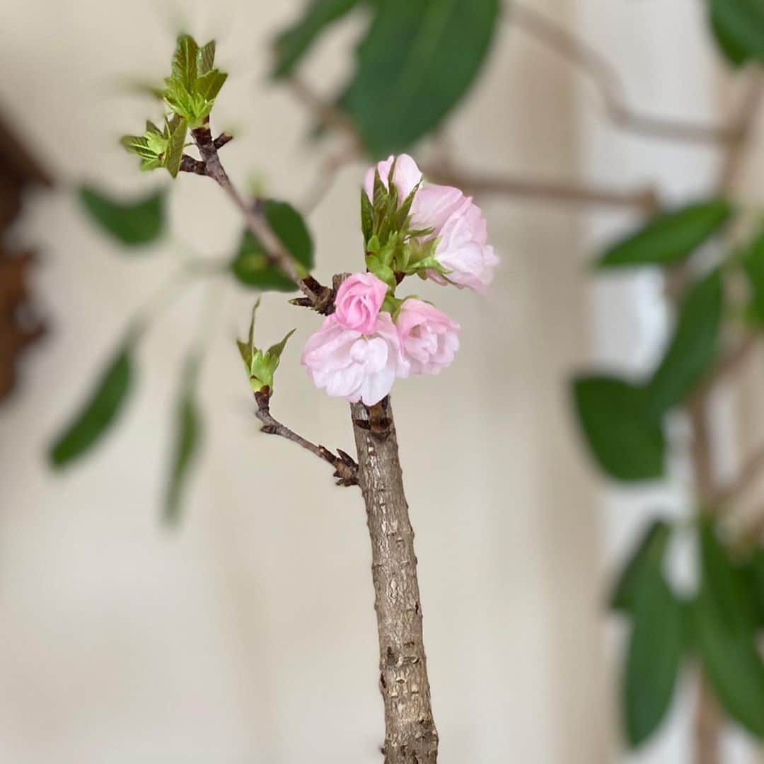 高島彩さんのインスタグラム写真 - (高島彩Instagram)「こんばんは #高島彩 です 偶然にも、板倉家と同じような小さな#桜 の木を、長女が育てています こちらは、一足早く優しい花を咲かせていますよ。 ＃サタデーステーション スタジオにも綺麗なお花が  今夜８時５４分にお会いしましょう  番組公式Twitterもチェックをお願いします  ワンピース @adore_jp  メイク @h.m.s.mika」3月13日 20時42分 - aya.takashima_official_2021