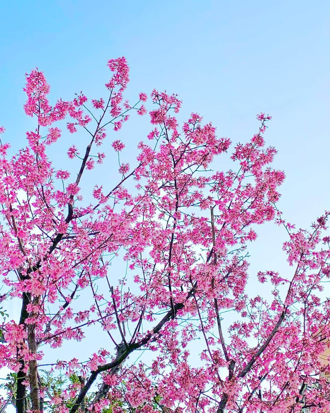 結城さなえさんのインスタグラム写真 - (結城さなえInstagram)「🌸✨🌸  #早咲きの桜  #桜　#さくら #開花 #春　#青空 #sakura #🌸 #japan #2021」3月13日 21時00分 - yuukisanae