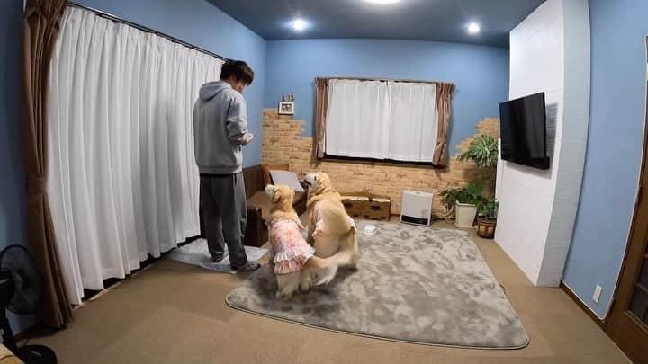 まゆみのインスタグラム：「。 。 今日はにーちゃんが用意してくれ ワクワクドキドキなあーぺー🐶🐶 。 ぺーのヒップアタックで ぺーのブッチ吹っ飛ぶとゆー😂😂 @butch.japan  。 。  #ブッチ #butchjapan #butch #ドッグフード #プレミアムフード #無添加 #ミートロールフード #パートナーのよりよい一生のために . #ゴールデンレトリバー #goldenretriever #dog#犬#あーるん #golden#retriever #ilovemydog #doglover #insta_dog#adorable #ぺんぺん子ちゃん」