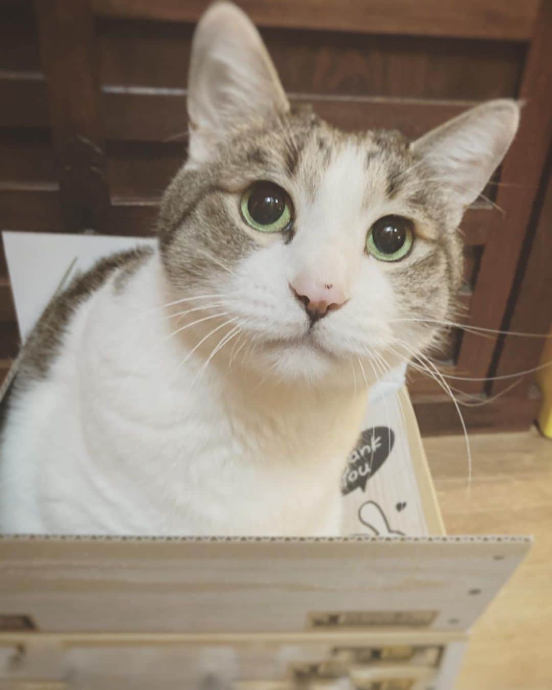 野村真季のインスタグラム