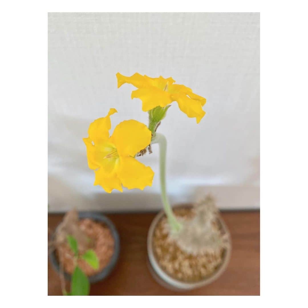 伊藤舞さんのインスタグラム写真 - (伊藤舞Instagram)「💛 最近我が家に仲間入りしたサボテンに お花が咲きました。 . 元気の出るイエロー♡ . . #サボテン🌵 #サボテンの花  #yellow  #💛」3月13日 13時39分 - maiito_fbs