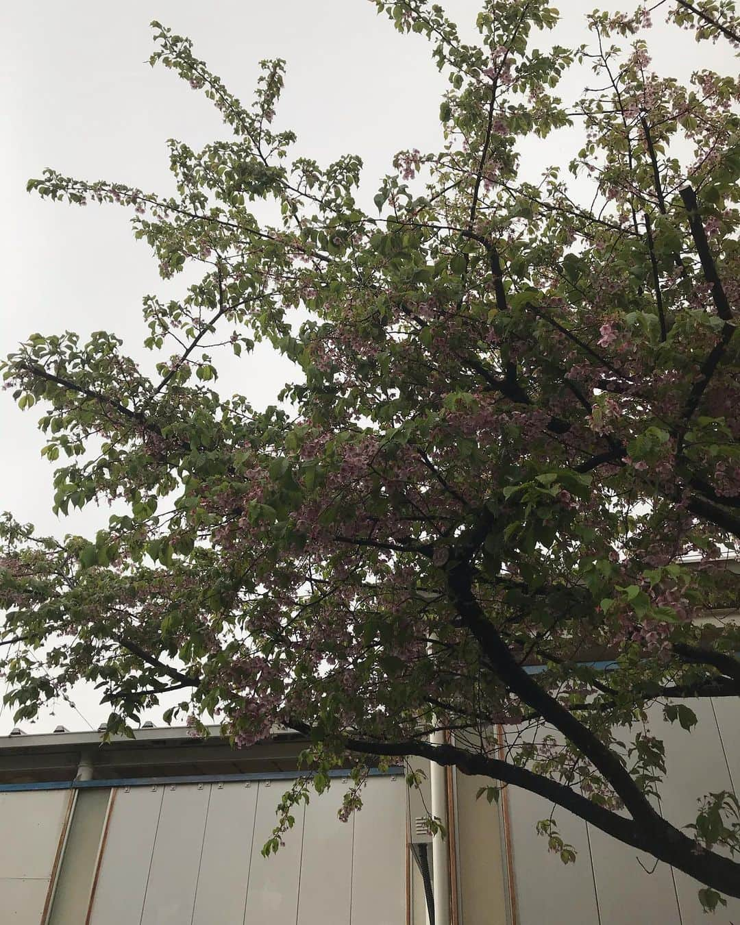 みずえのインスタグラム：「先月開花してた河津桜が葉桜になってました🌸🌱 とゆわけで今日はリーフルーム豪徳寺でWho the Bitchパーティーでございます☘️この後14時半スタート🥁 #whothebitch #ドラム女子 #leafroom豪徳寺」