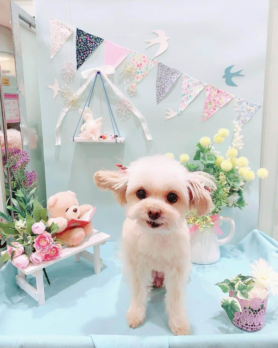 のインスタグラム：「♡ らぶらぶらぶちゃん💗💗 ♡ 泡パックしてもらって炭酸泉に入れてもらってきれいきれい✩°｡⋆⸜(* ॑꒳ ॑* )⸝⋆* ♡ #チワプー #10さい🐶 #トリミング #シャンプー #dog #dogstagram」