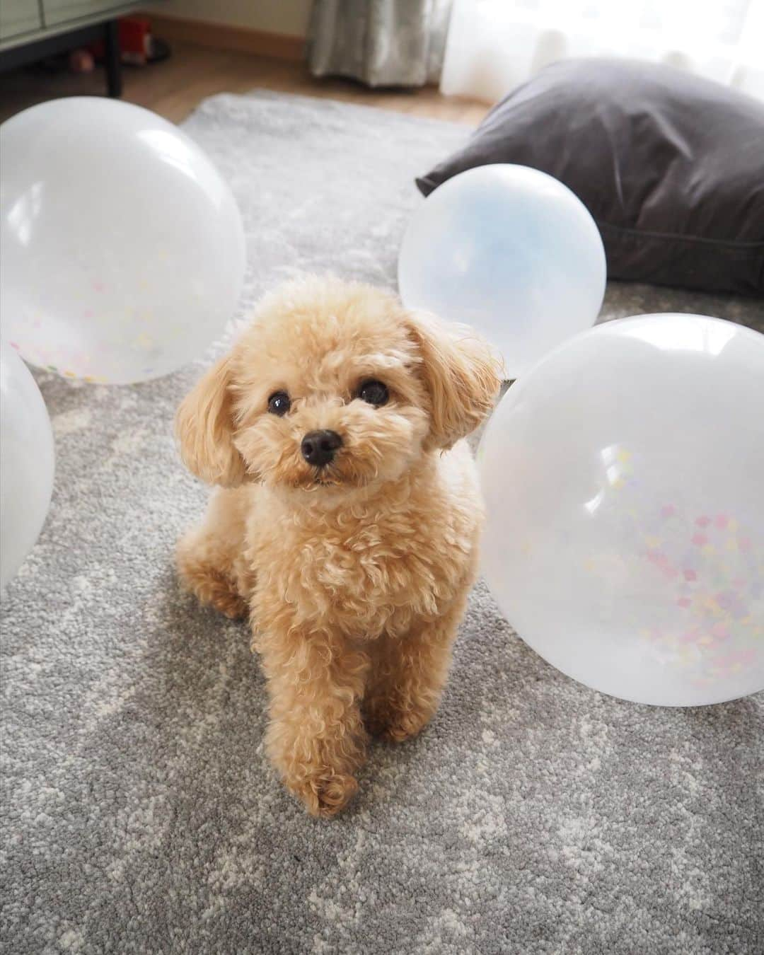 くるみたんさんのインスタグラム写真 - (くるみたんInstagram)「* 戦いじゃ〜〜〜🥷 犬が初めて風船をみたらこうなる🎈 #おぬし何者 状態🤣 3分以上謎の戦いをしてました😂 * #普段他のわんこには弱気なのに風船には強気 #なんやそれ #誕生日用に買ったのに使うの忘れてた風船 * * * #プードル #トイプードル #ティーカッププードル #犬 #ふわもこ部  #犬バカ部 #アプリコット #パピー #ペット #poodle #toypoodle #pecoいぬ部 #teacuppoodle #dog #dogstagram #instadog #puppy #tokyo #olympuspen #くるみたん」3月13日 14時57分 - kurumitaan