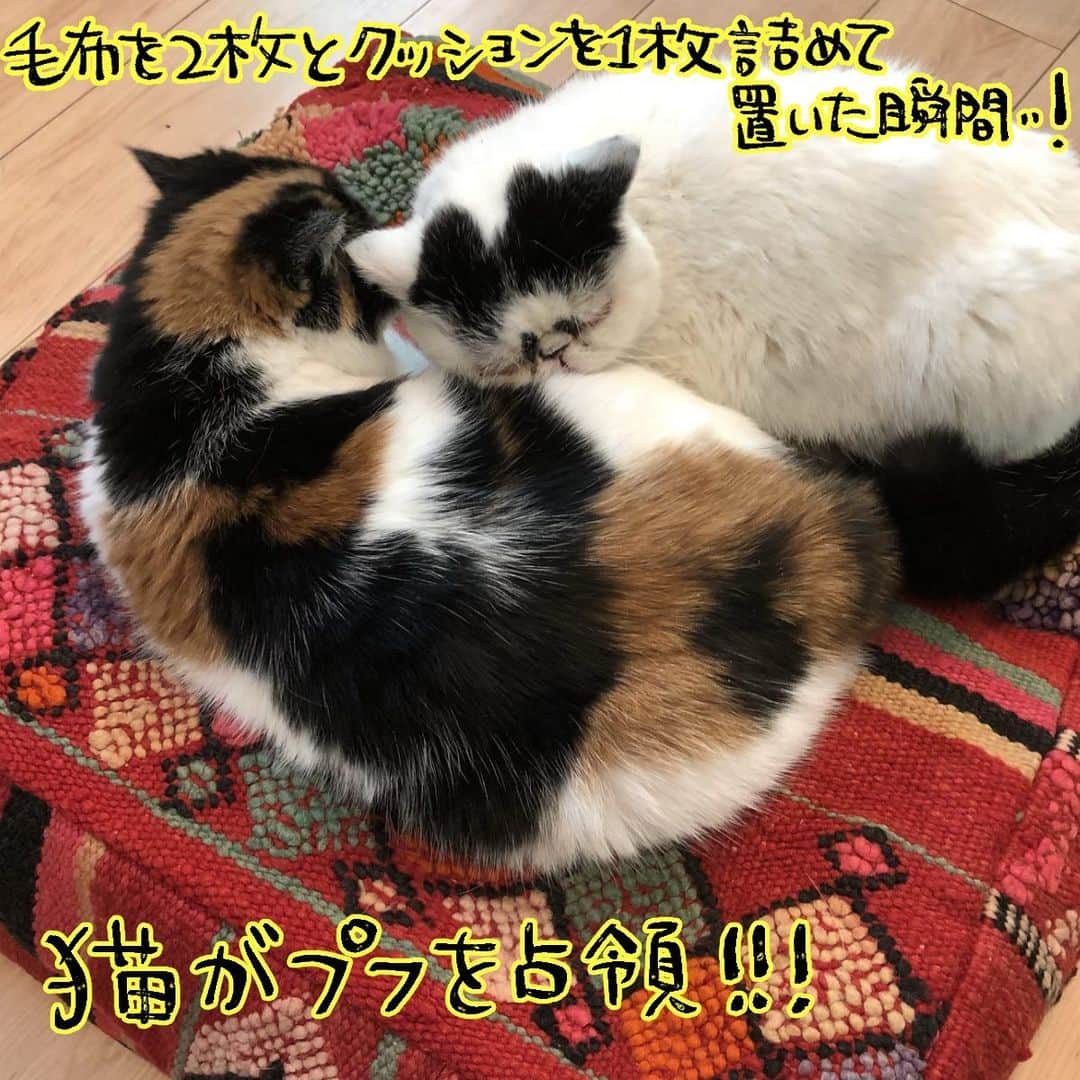 大盛のぞみさんのインスタグラム写真 - (大盛のぞみInstagram)「ついにモロッカンデビューしちゃったよね〜！！という話。  岡山の友だちのお店( @amazigh_online)にて出会ったこのかわゆいかわゆいプフ！  プフとは、モロッコ発祥のクッションみたいなもの！ 手織りだから高いんだね😇 ラグもベリー可愛いから欲しいんだけど、予算の折り合いで来年〜再来年くらいになるだろうか…！  気に入ったものを買えて満足満足👾✨  浅ましくもインテリアブロガーになろうとしたけど無理な雰囲気はビンビンしてる。  購入から2週間以上経った今でもネコ〜ズの砦となってるよ。  #モロッコ #モロッコインテリア #プフ #モロッカン #オッカヤマン #イヨッカン」3月13日 15時10分 - imoootjya