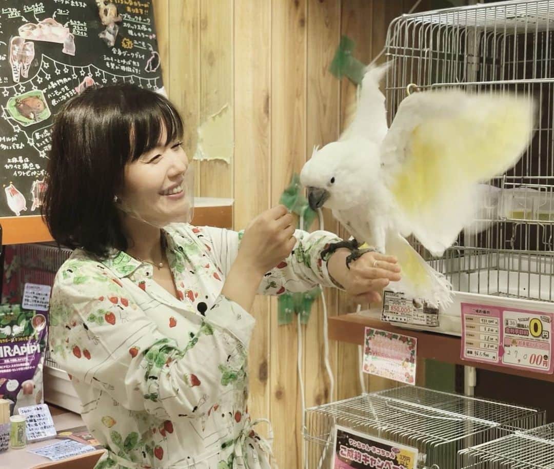 六車奈々さんのインスタグラム写真 - (六車奈々Instagram)「昨日は、大の鳥好きとして、この上ない幸せロケでした^ ^  オウムのタイちゃん、触りまくり。 甘えんぼで可愛すぎたー😍  #鳥  #インコ好き #オウム  #至福の時間」3月13日 18時10分 - nanarokusha