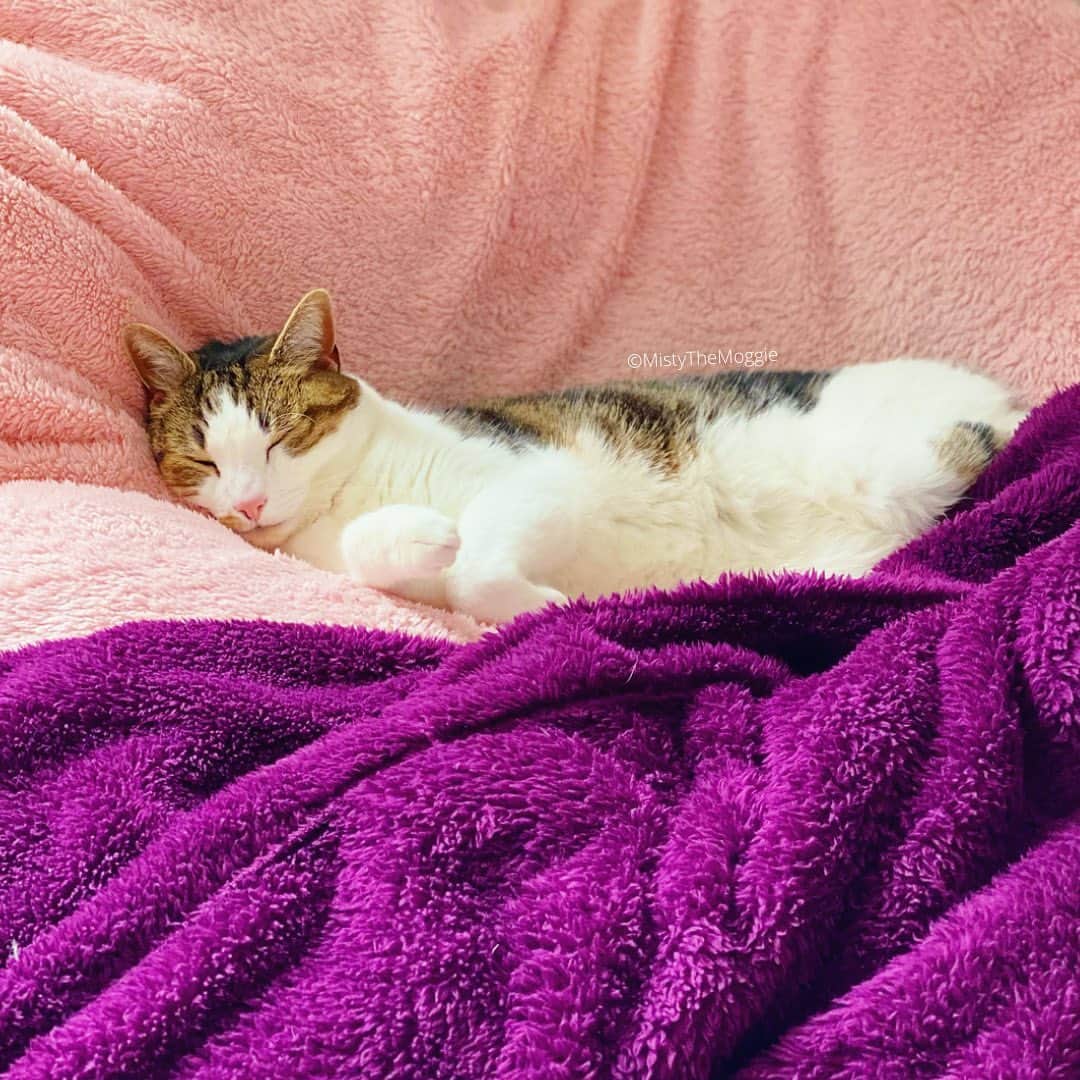Misty The Moggieのインスタグラム：「Snooze land everyday during the stormy weather. Does anyone else not like windy days?? 🌬」
