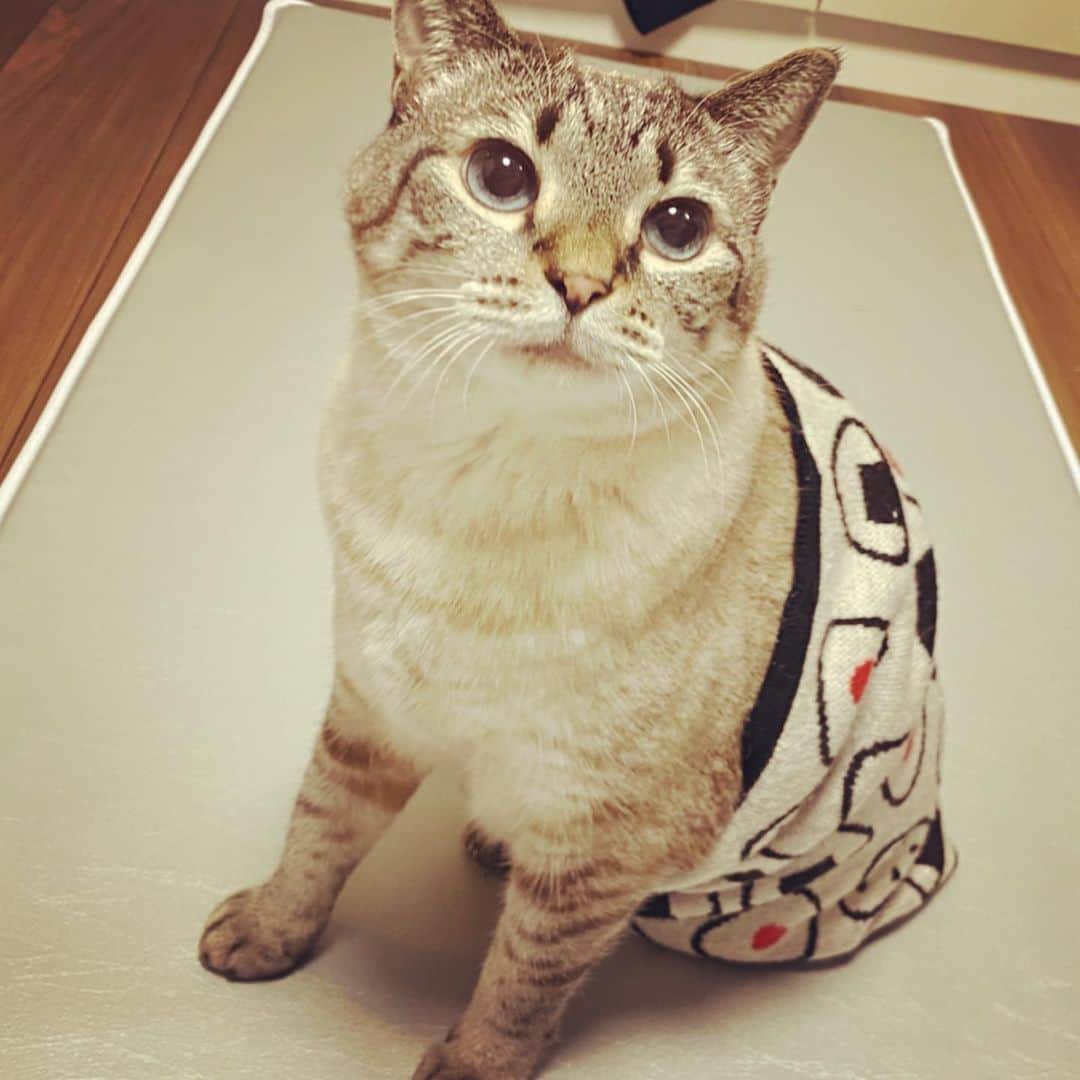 横槍メンゴのインスタグラム