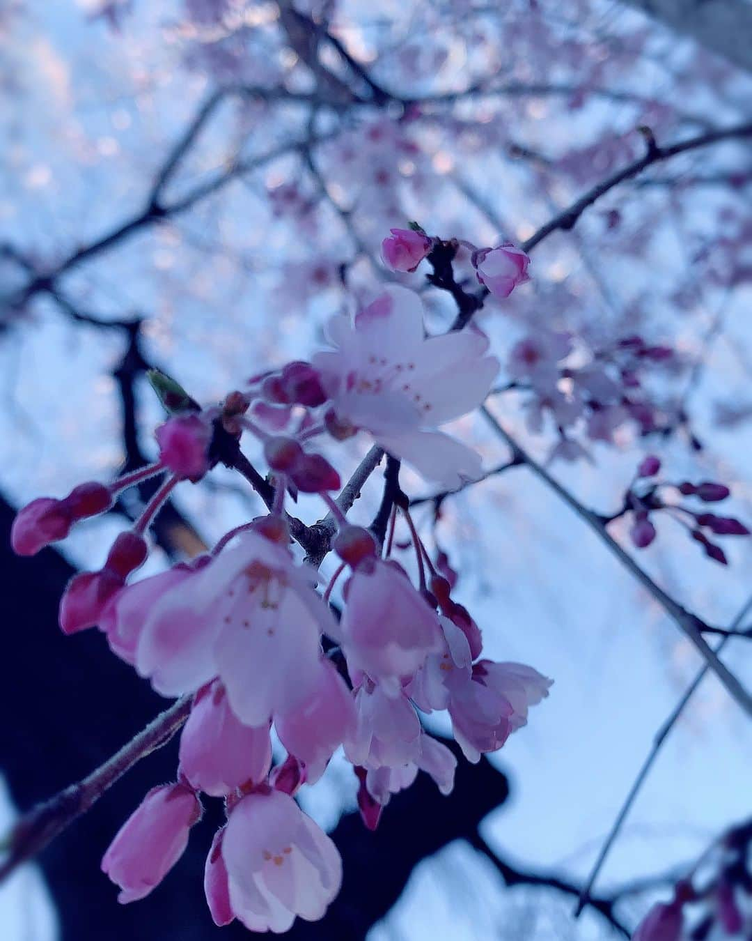 小西真奈美さんのインスタグラム写真 - (小西真奈美Instagram)「#枝垂れ桜 #かな？ #☺️」3月14日 9時01分 - manami.official