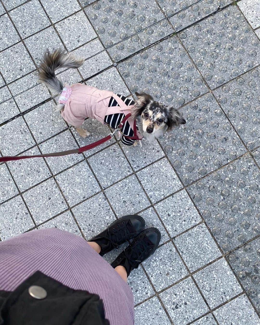 藤江れいなさんのインスタグラム写真 - (藤江れいなInstagram)「♡ パープル最近好きです😍💓  skirt▶︎ @beep_ss  🐶▶︎ @ane.love0328」3月14日 9時28分 - 01nyan0201