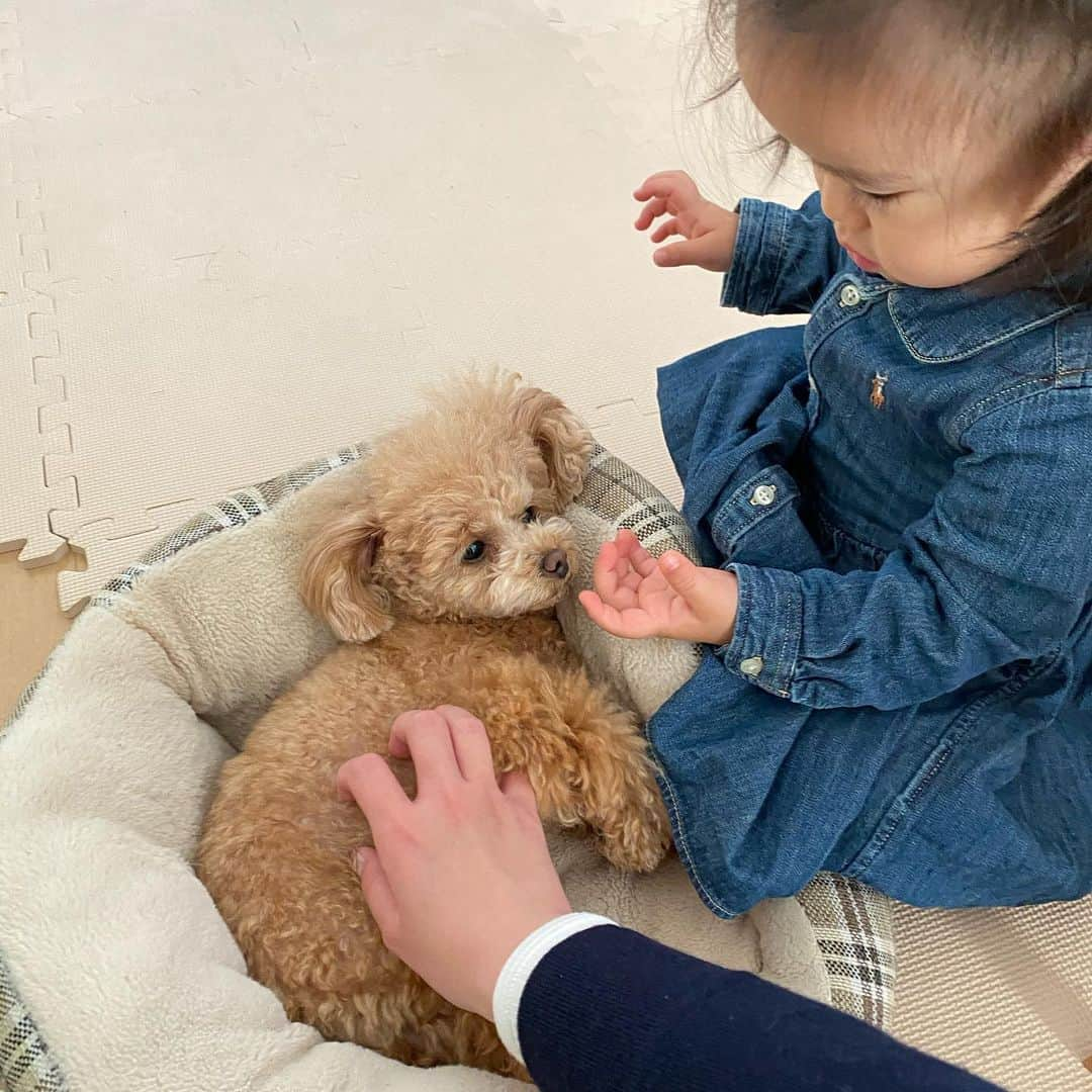 姫野れみさんのインスタグラム写真 - (姫野れみInstagram)「👧🏻🐶♡  #baby #girl #babygirl #1st #19months #dog #tiny  #tinypoodle #poodle #toypoodle #dogstagram  #mydog #instadog #lovemydog #lovedog #1歳 #19ヶ月 #赤ちゃん #ベビー #女の子ベビー #女の子 #赤ちゃんのいる生活 #べびすたぐらむ #愛犬 #ヴィヴィ #タイニープードル #タイニー #トイプードル #トイプー」3月14日 10時19分 - remi___08