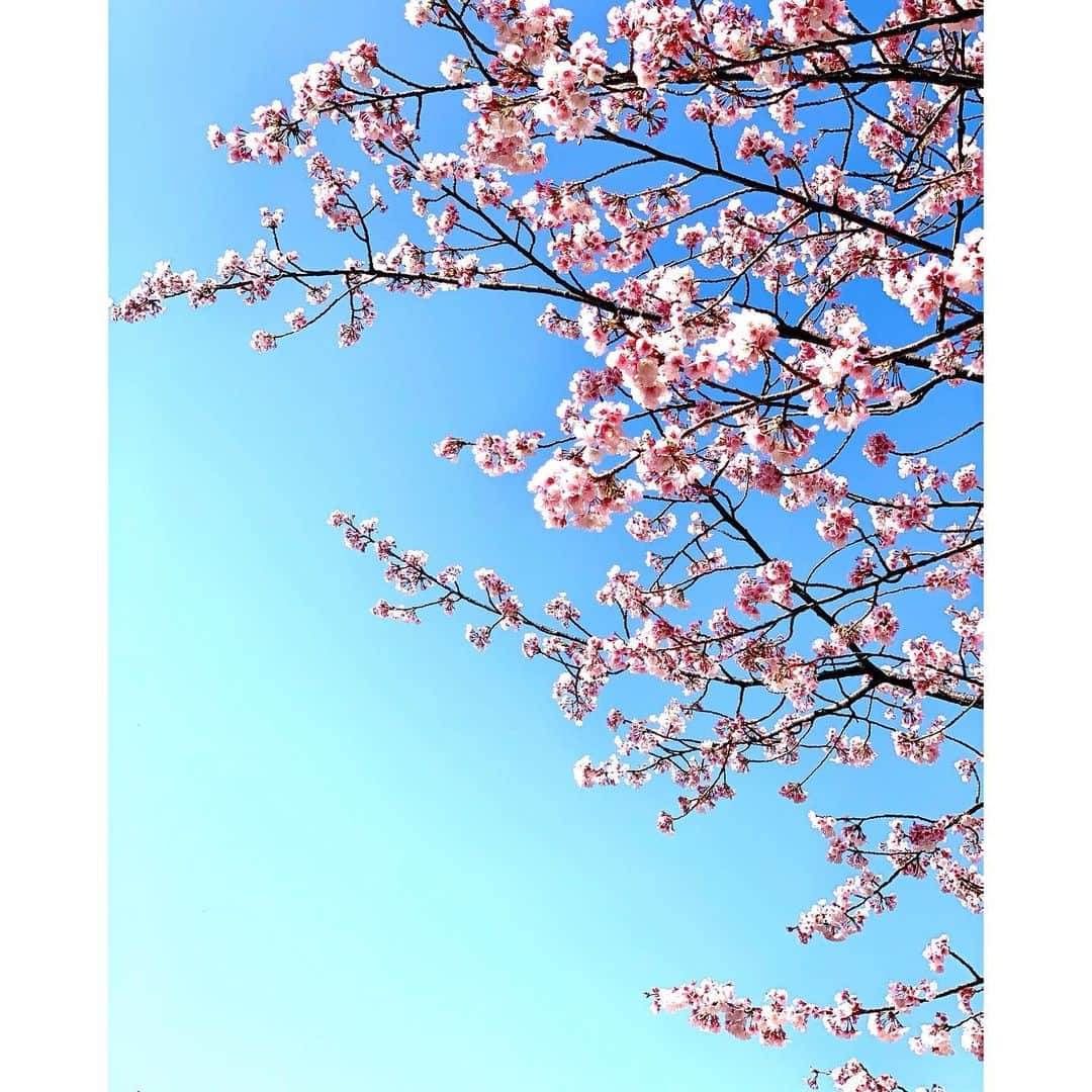 澄輝さやとのインスタグラム：「.﻿ この前お散歩していたら桜が咲いていました🌸﻿ そして菜の花もみつけました🌼﻿ お花をみつけると心が温かくなりますね✨﻿ 春はもうすぐそこ🍀﻿ ﻿ ﻿ #大寒桜﻿ #という種類の桜みたいです﻿ #桜大好きなので﻿ #はやく咲いてほしいなぁ﻿ #お散歩でみつけて嬉しかったです﻿ #菜の花もかわいい﻿ #今日はホワイトデー﻿ #もらった娘役さんに何をお返しするか﻿ #毎年その時々で悩んでました笑﻿」