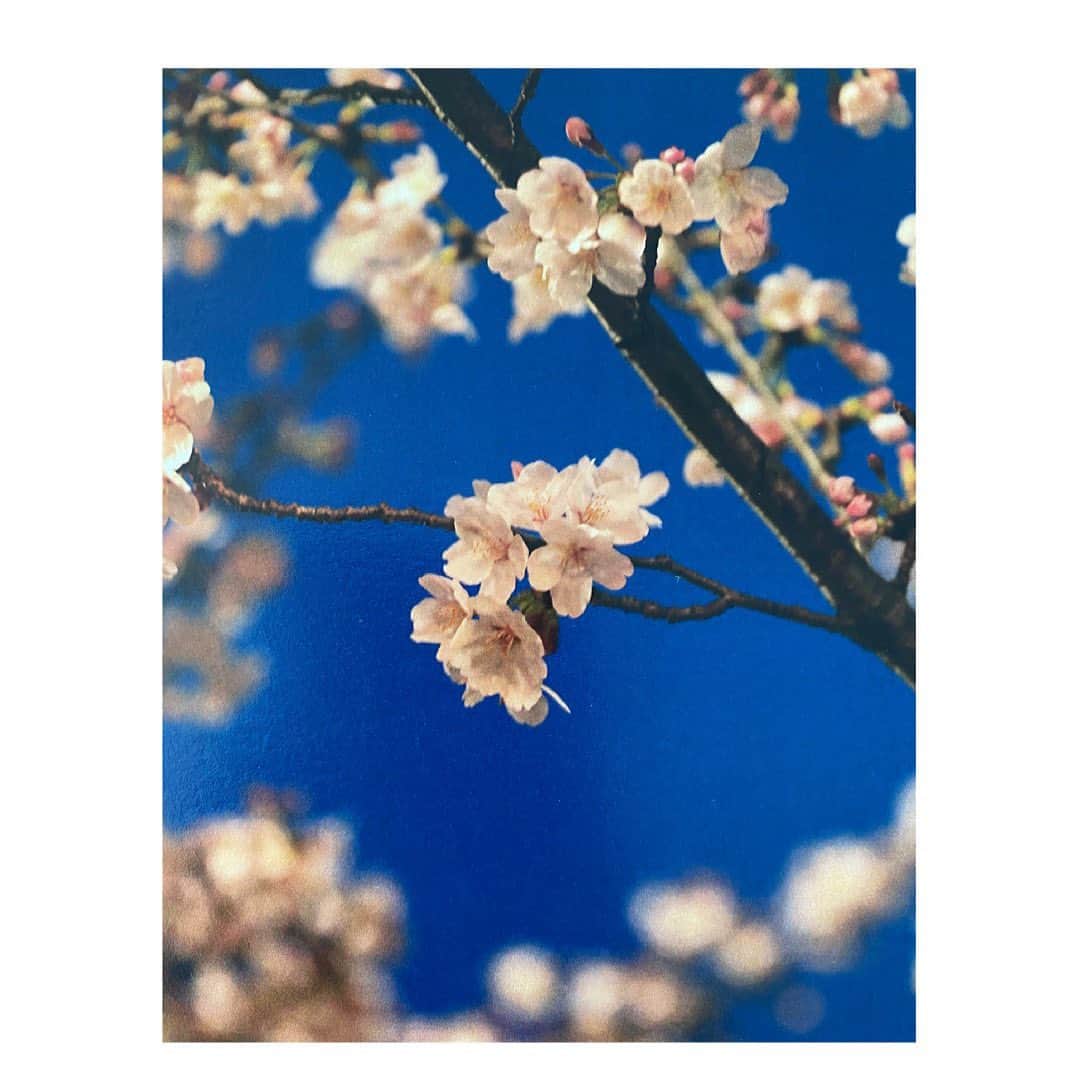 望月理恵さんのインスタグラム写真 - (望月理恵Instagram)「東京の開花は明日になるかな？ 街がピンク色に染まっていく 様子はワクワクしますよね。  この桜は  写真家のともえちゃんの作品です。 ドラマティックなんですよね〜。 自然のリアルと感情のファンタジーが 混じる感じ。 って、どうした私！w  他の写真もこちらで見れます。 @tomoe_pics   ともえちゃんの写真家になった経緯も 面白いんですよね〜。それはまた。 #写真#久しぶりの再会 #いつのまに写真家！！」3月14日 11時22分 - mochiee28