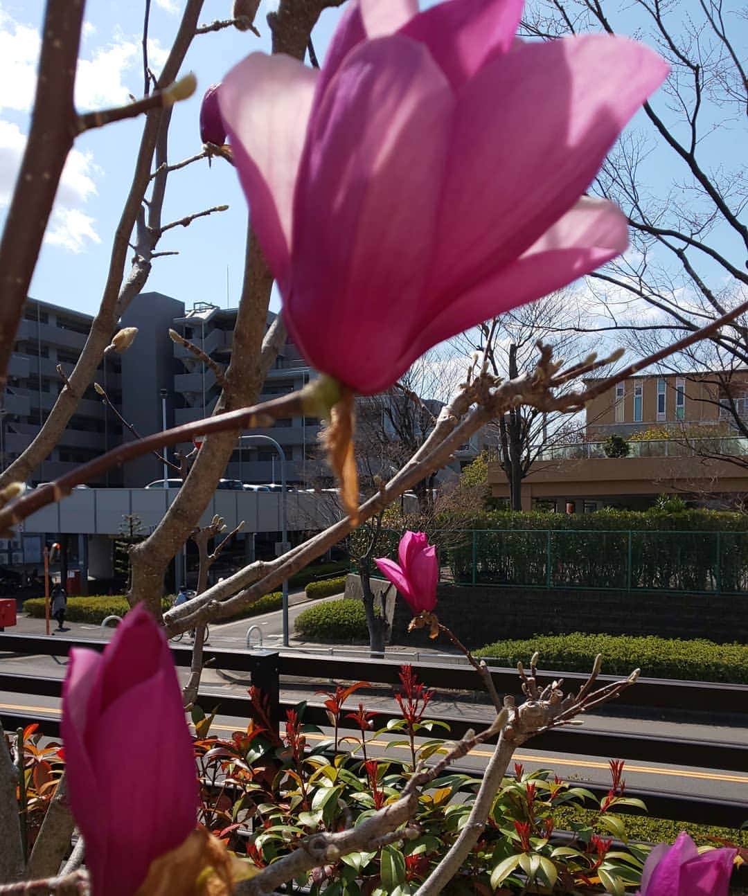 上田悦子のインスタグラム：「今の季節を 今日の日を 楽しむ😊  #もくれん#春の花がたくさん #咲き始めています💠」