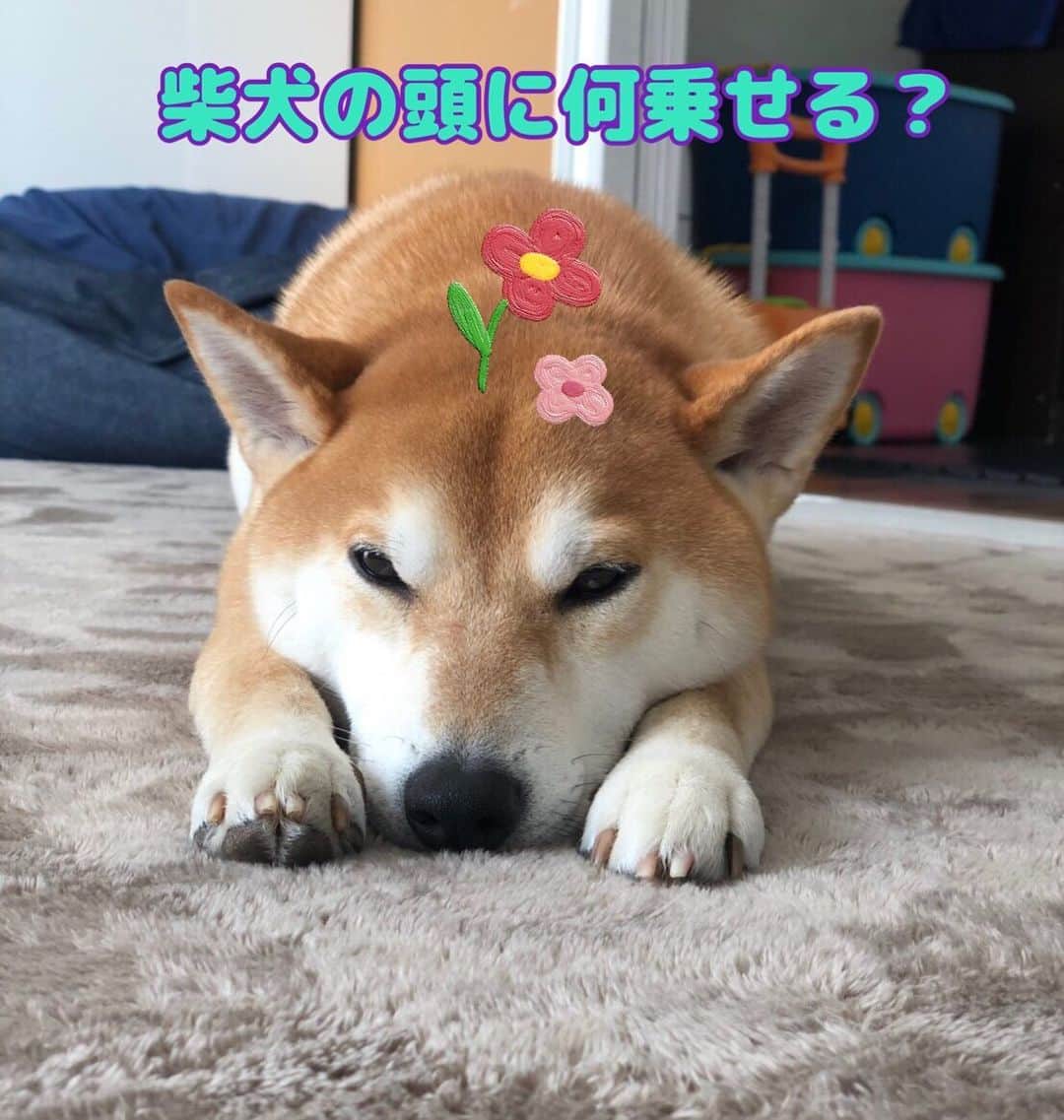 高橋みゆきのインスタグラム：「どうぞご覧下さい🥰🙏クラ吉のやられるがままの愛おしい姿🥺笑 #クラ吉 #柴犬 #4歳 #オス　#https://youtube.com/channel/UCGqUhEkc94FG3oW8CQZBh1A」